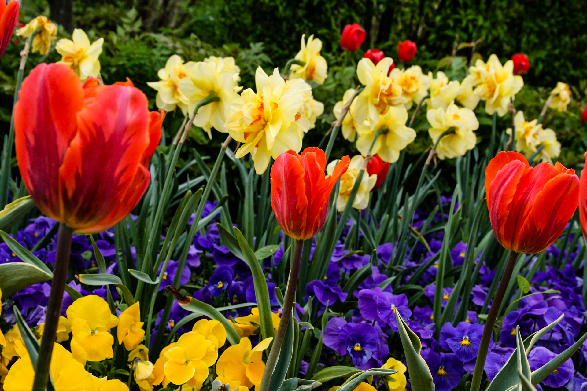 Somewhere along the Danube River near Deggendorf. Apr 26, 2009