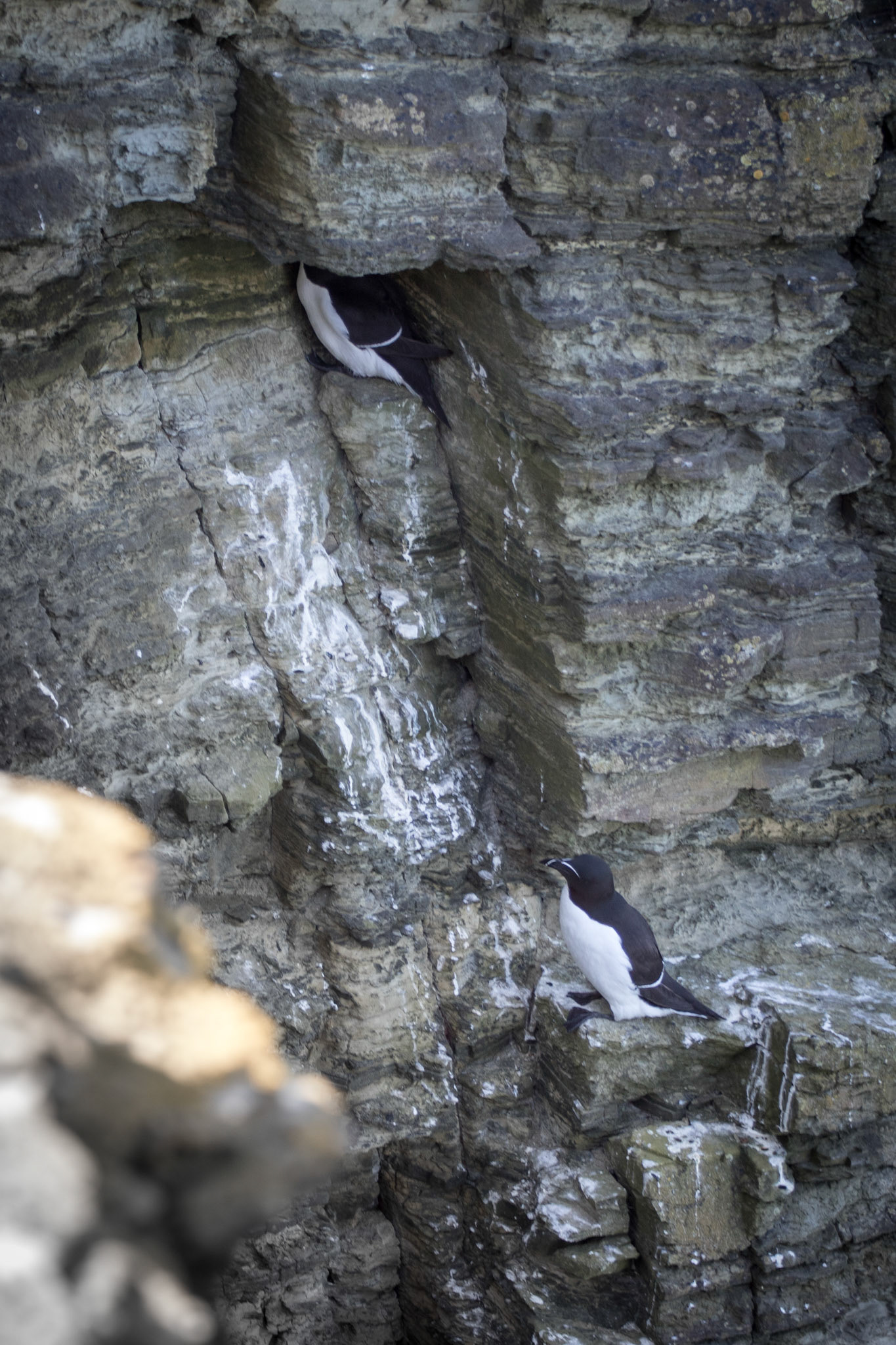 Razorbills nesting on the cliffs near Orkney Bay, Scotland