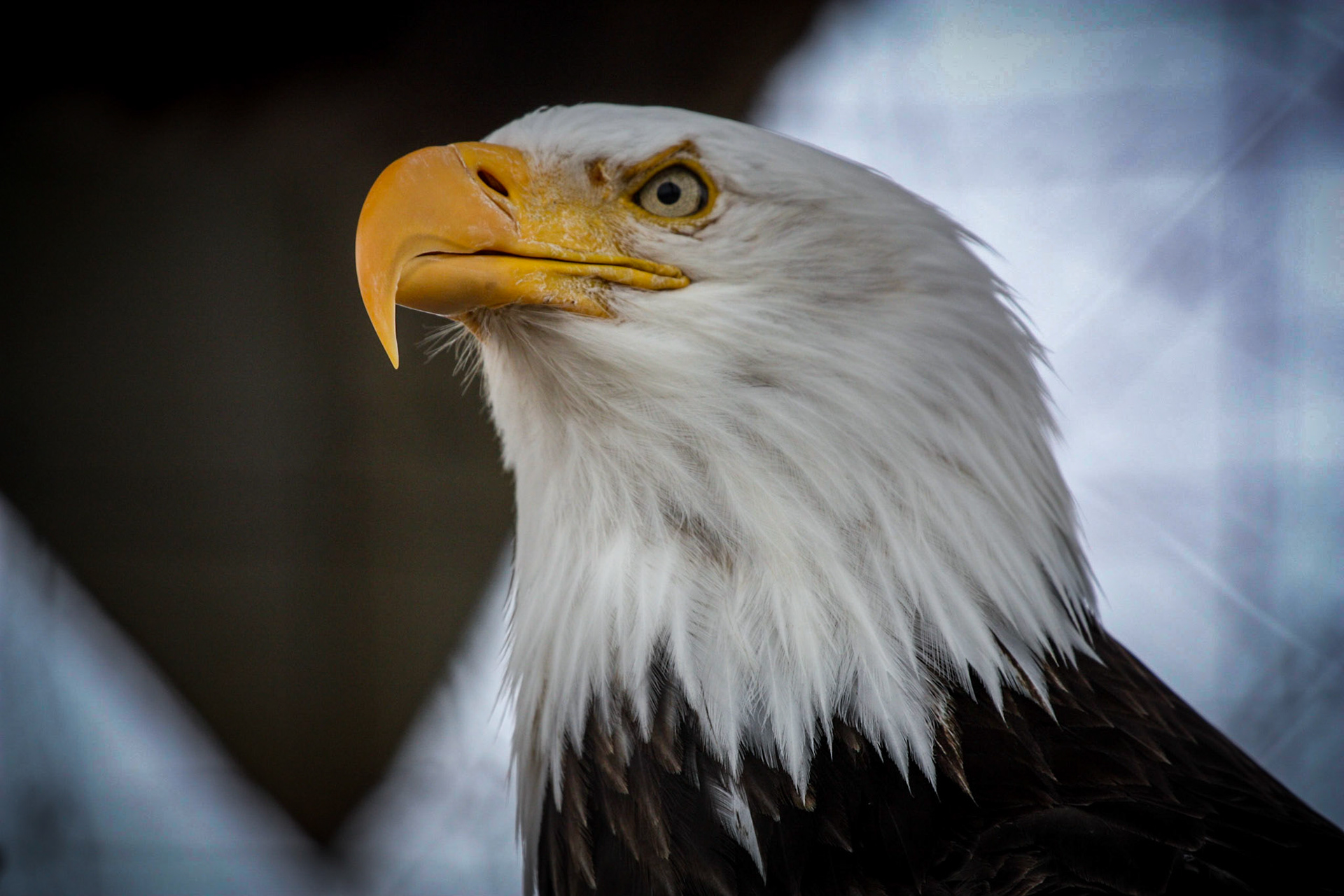 Alaska Wildlife Conservation Center. Anchorage, Alaska. May 26, 2012.