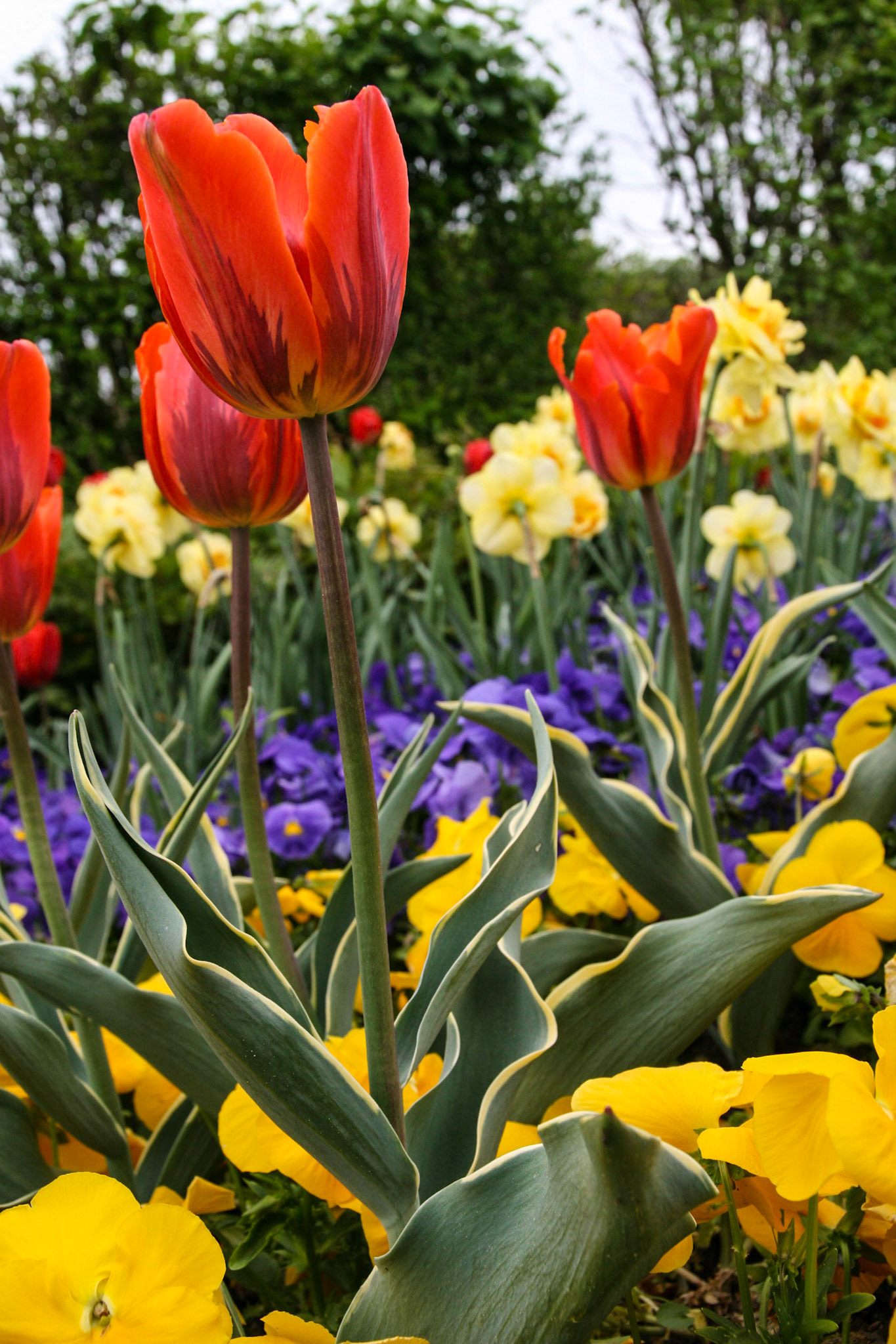 Somewhere along the Danube River near Deggendorf. Apr 26, 2009
