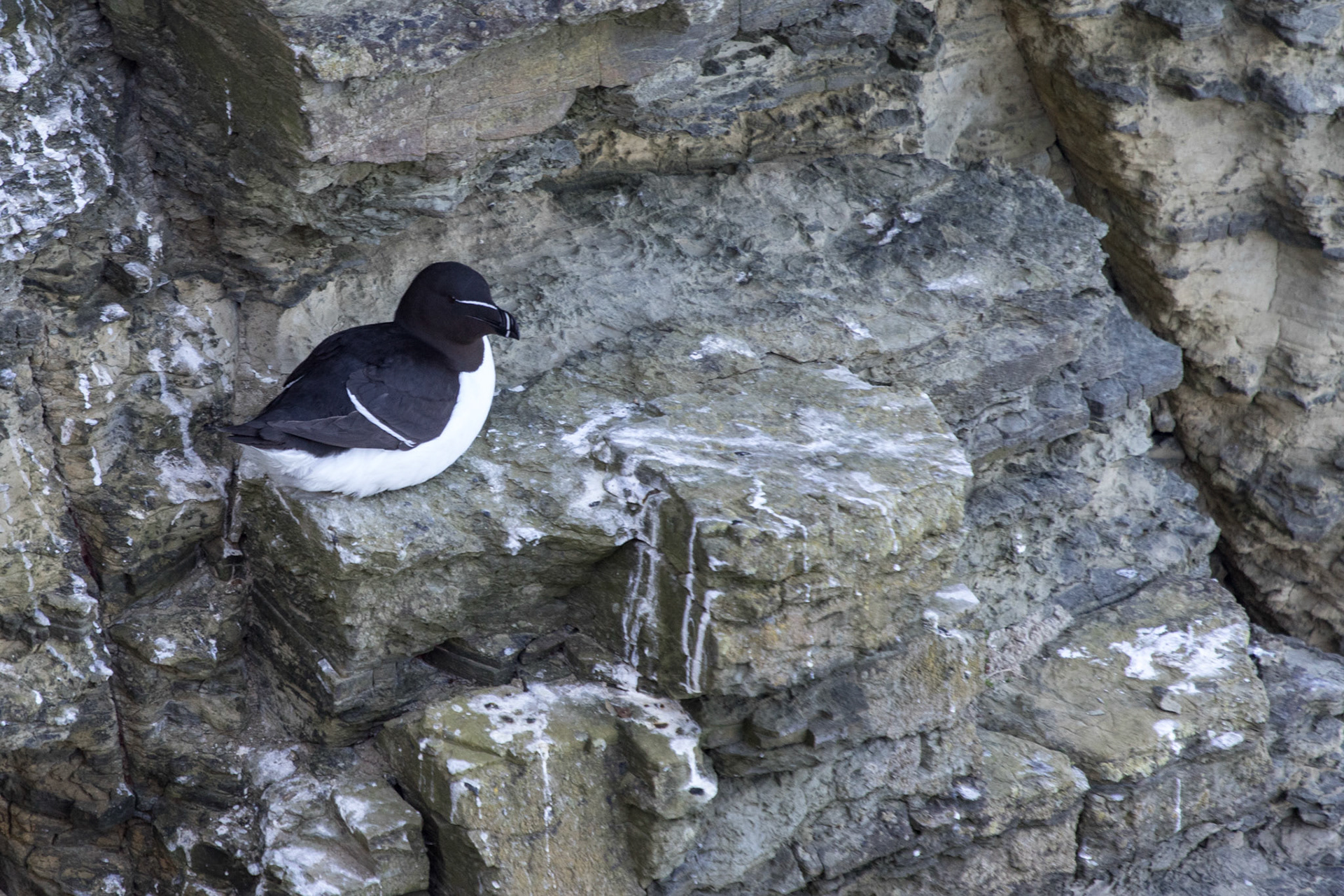Razorbill nesting on the cliffs near Orkney Bay, Scotland