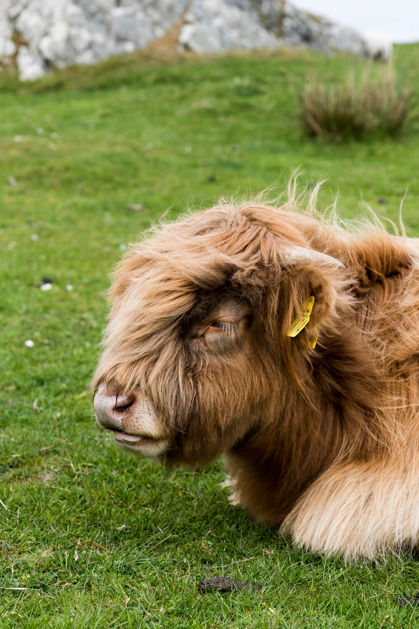 These young Highland Cattle could care less that we were mere feet away. 😯They are super cute due to their woolly coats and docile nature. They are native to Scotland and are the oldest registered breed
. . .
Young Highland Cattle
Iona, Scotland
May 19, 2019

#iona #scotland #scottishisles #scottishislands #highlandcattle #cattle #tauck #travelphotography #highlandcalf #highlandcow #notintexasanymore
