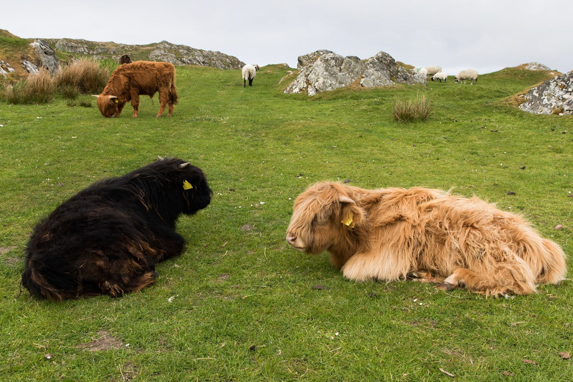 These young Highland Cattle could care less that we were mere feet away. 😯They are super cute due to their woolly coats and docile nature. They are native to Scotland and are the oldest registered breed
. . .
Young Highland Cattle
Iona, Scotland
May 19, 2019

#iona #scotland #scottishisles #scottishislands #highlandcattle #cattle #tauck #travelphotography #highlandcalf #highlandcow #notintexasanymore