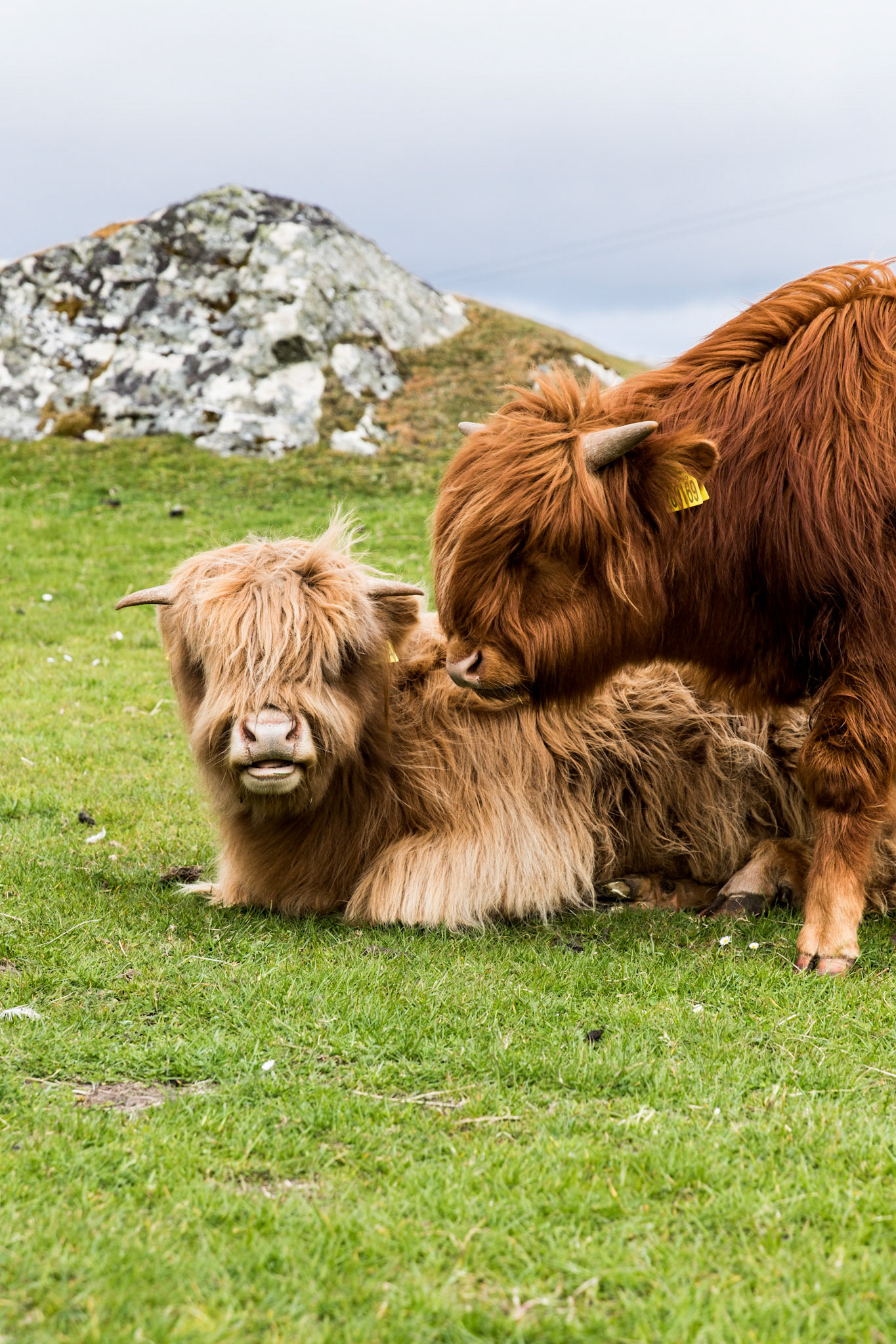 These young Highland Cattle could care less that we were mere feet away. 😯They are super cute due to their woolly coats and docile nature. They are native to Scotland and are the oldest registered breed
. . .
Young Highland Cattle
Iona, Scotland
May 19, 2019

#iona #scotland #scottishisles #scottishislands #highlandcattle #cattle #tauck #travelphotography #highlandcalf #highlandcow #notintexasanymore