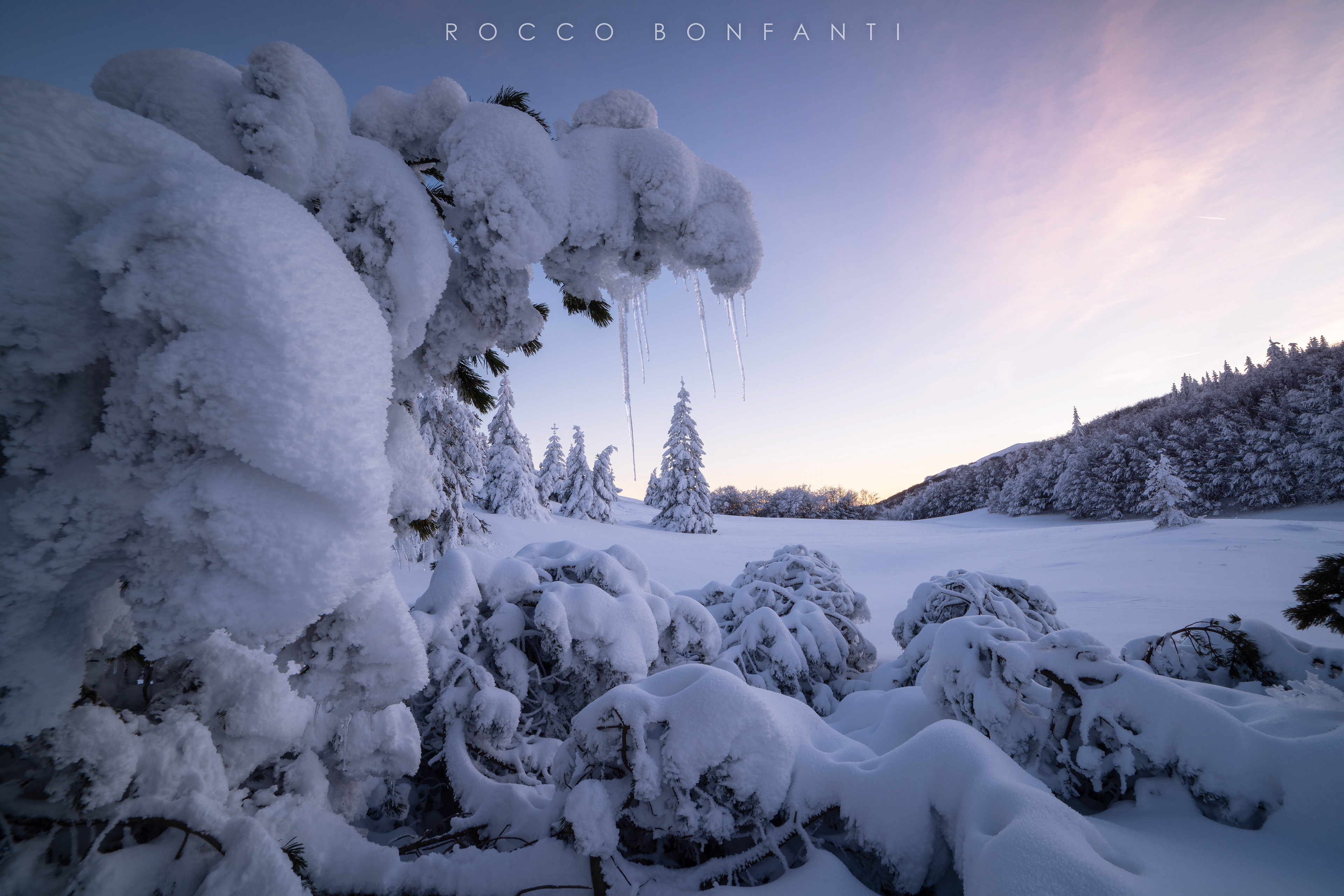 la forza degli alberi