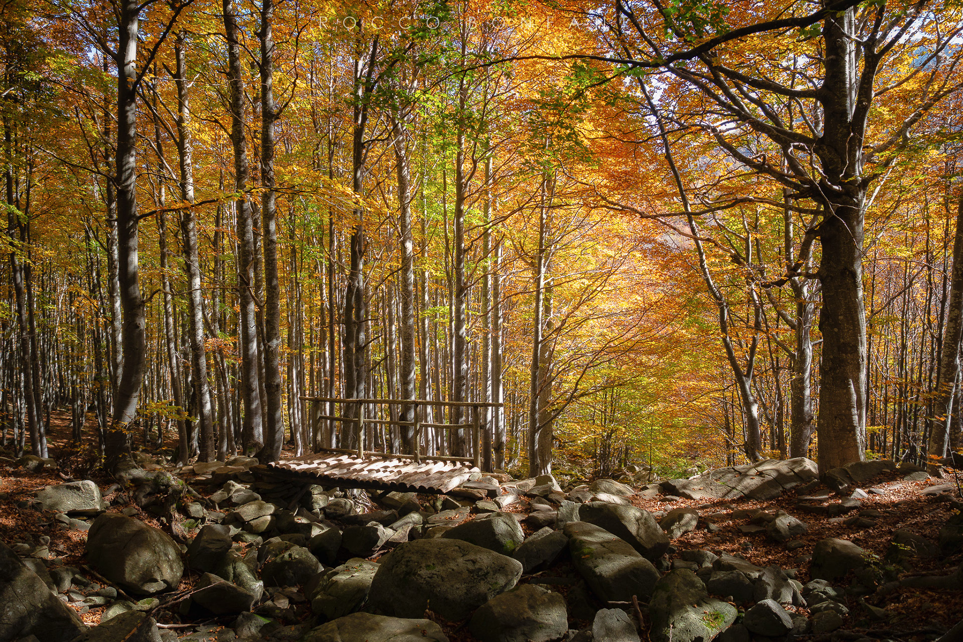 faggeta autunnale