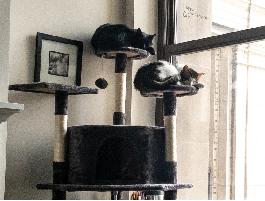 Cats