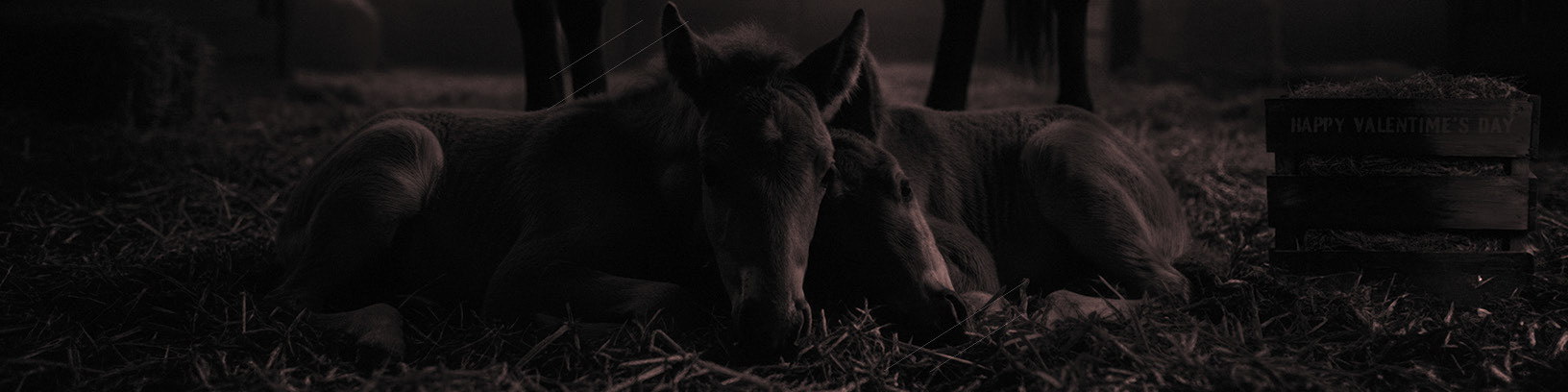 Newborns
