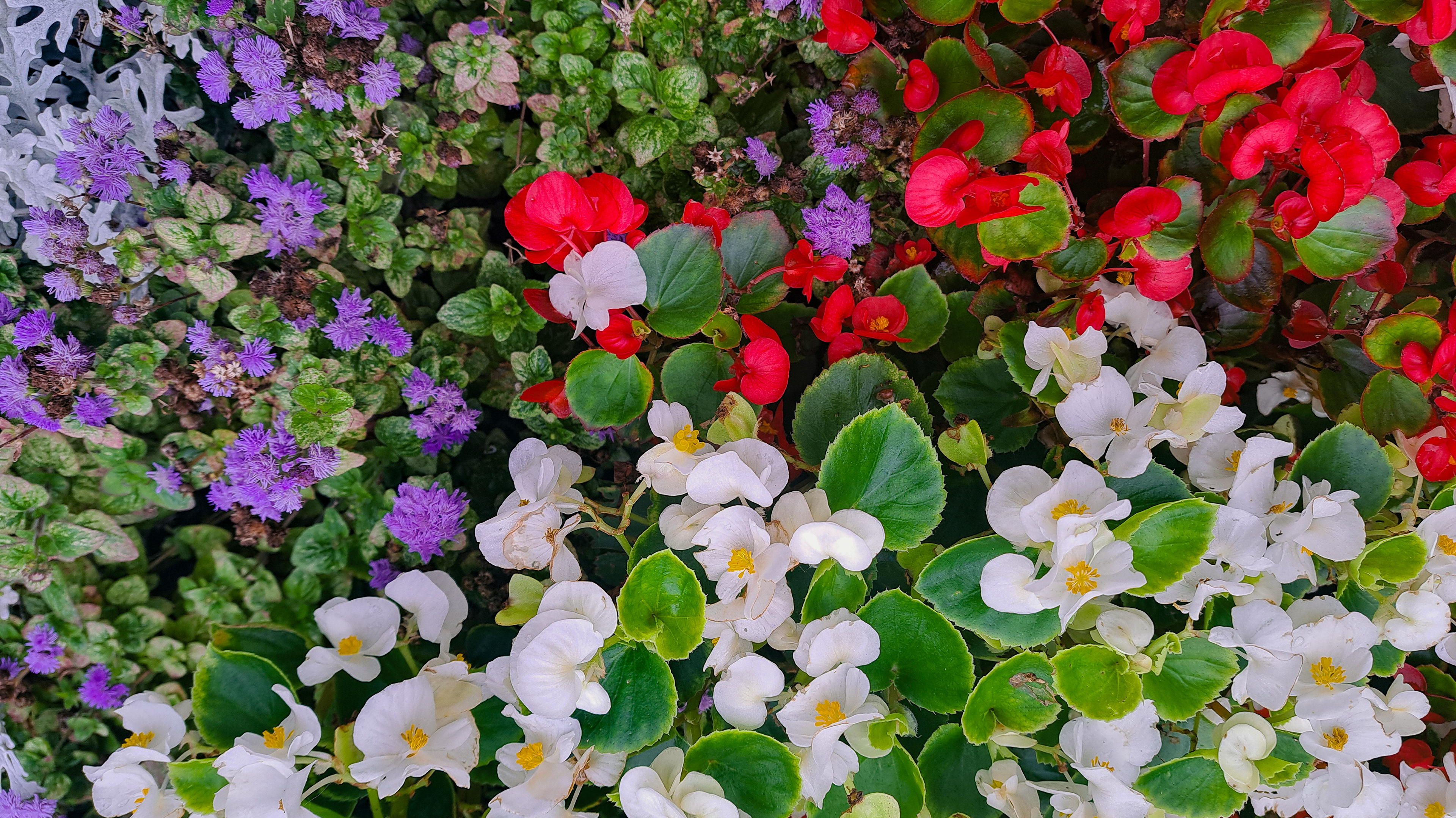 01 Flowers