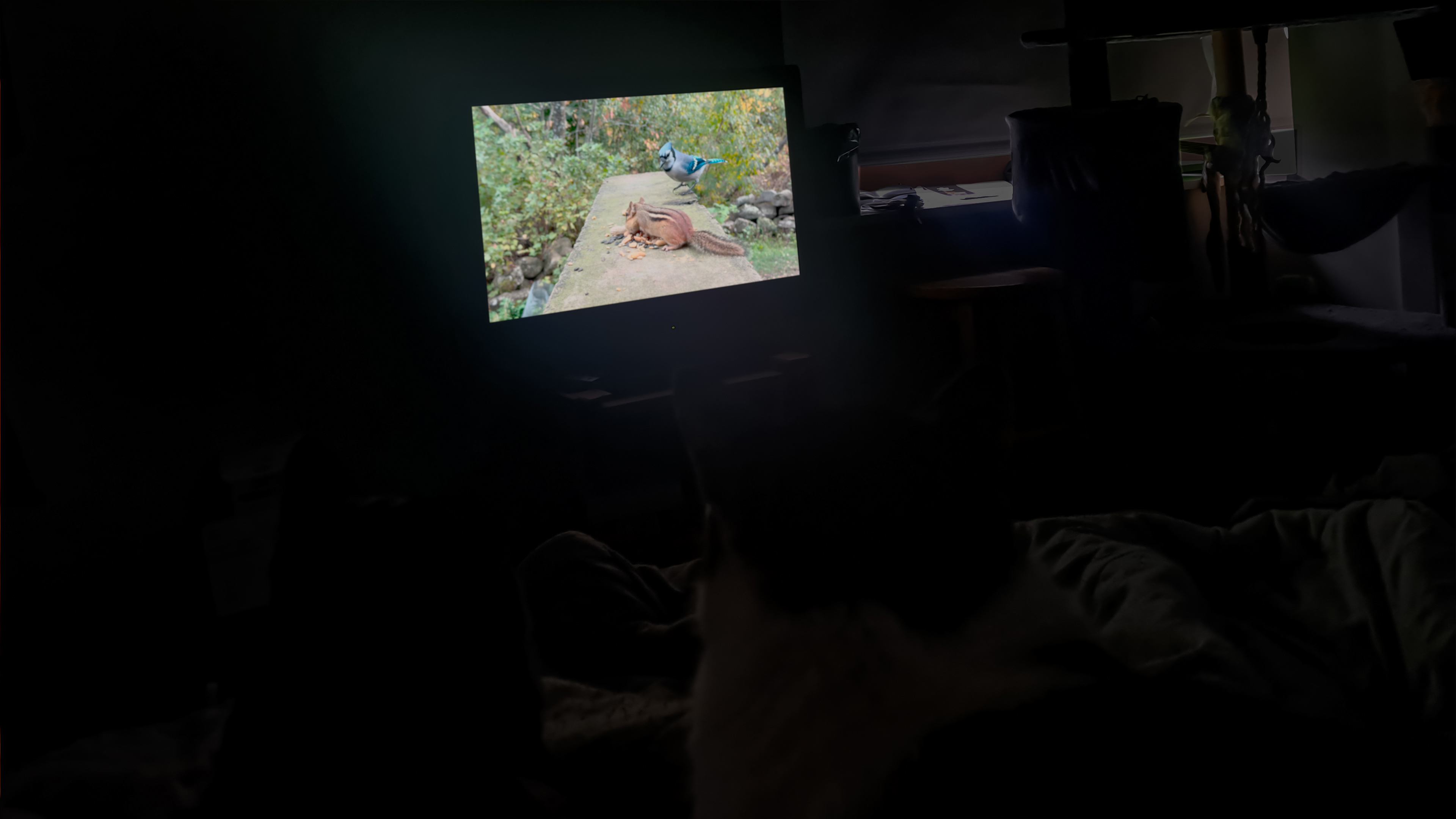 17 Movie Night