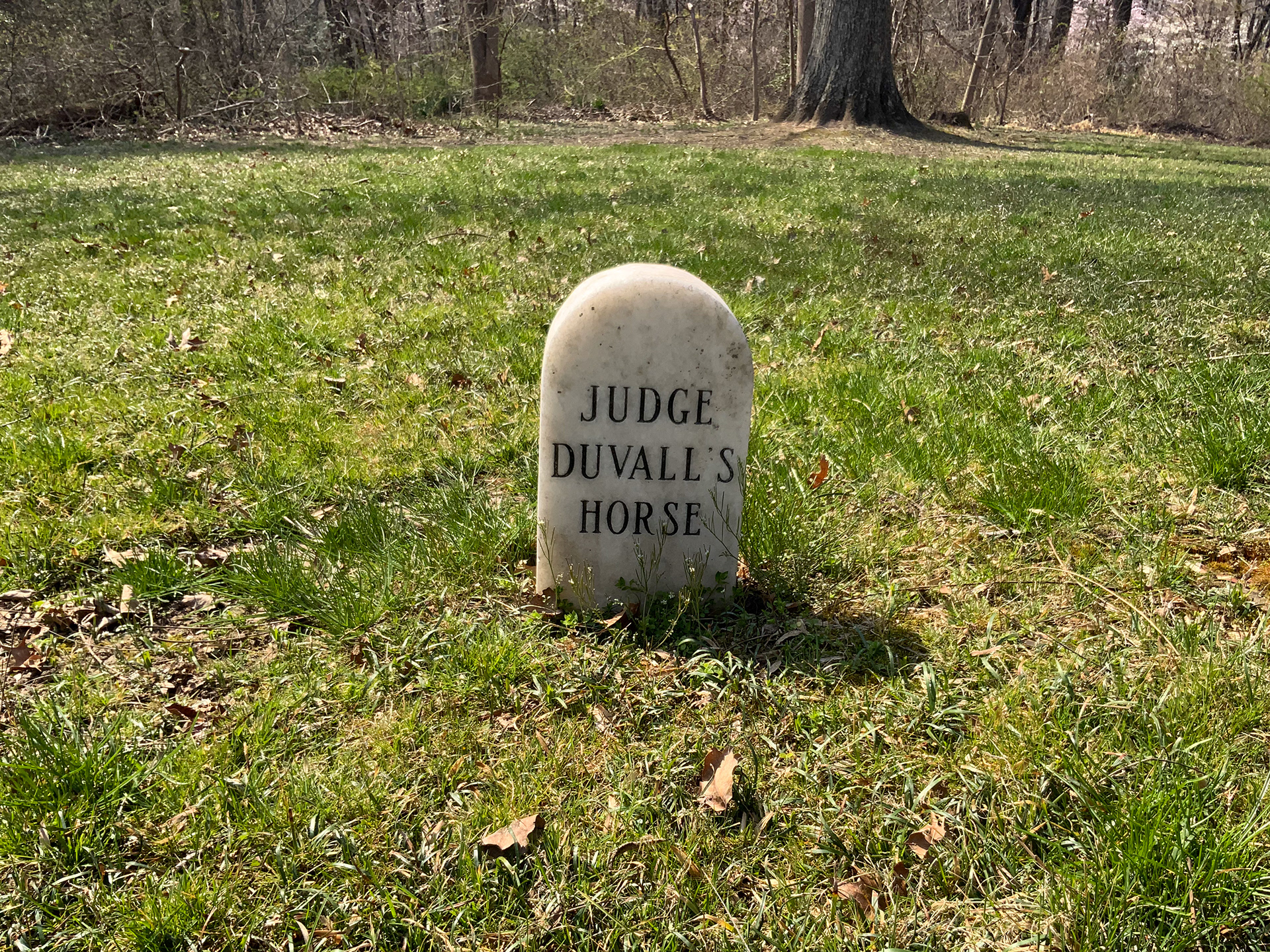 28 The Judge's Horse