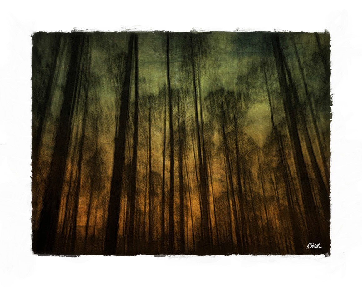 Dark Forest