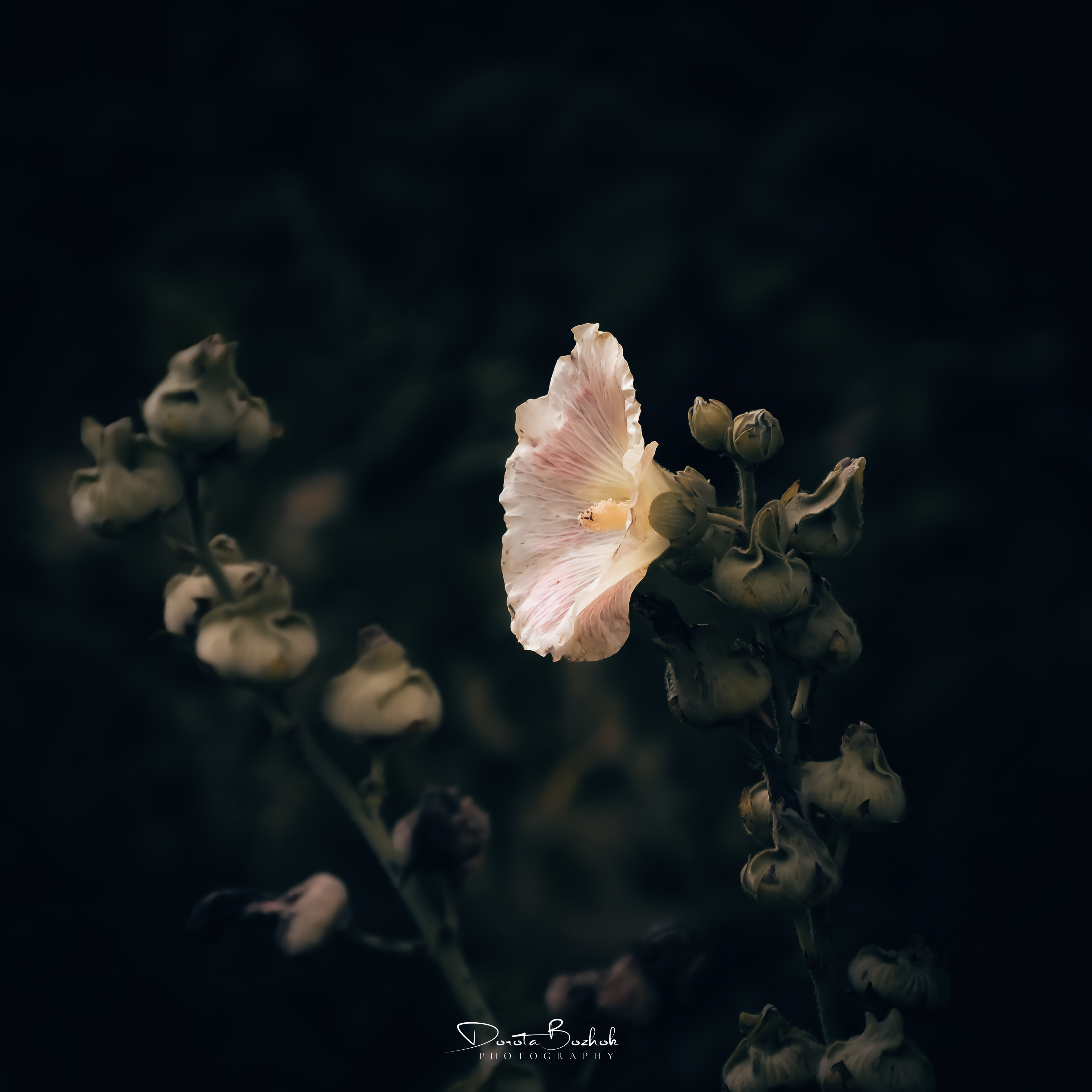 242/365
