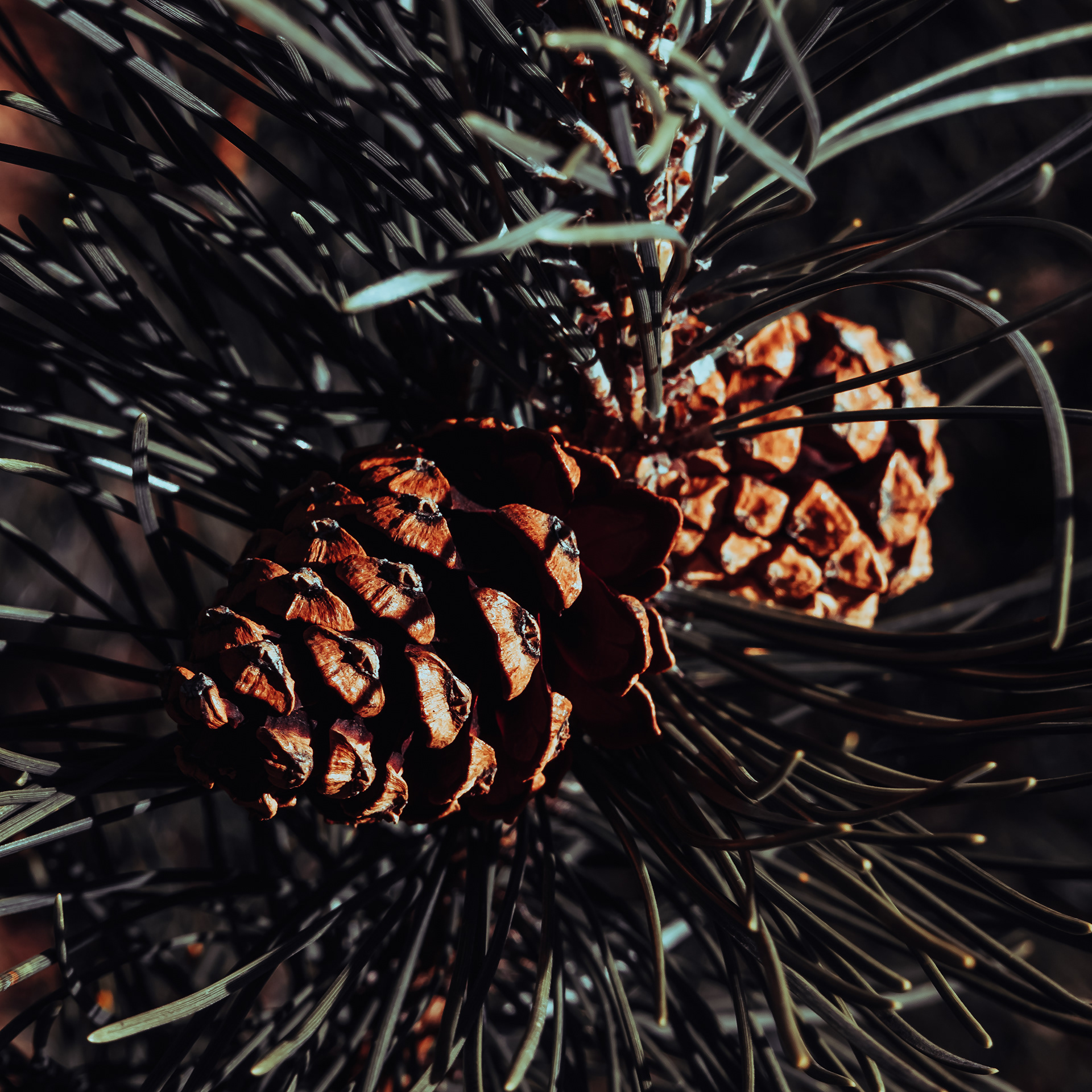 16/365