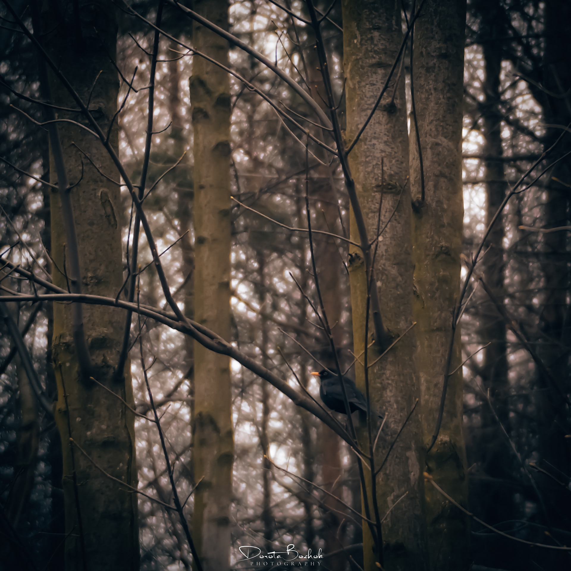 80/365