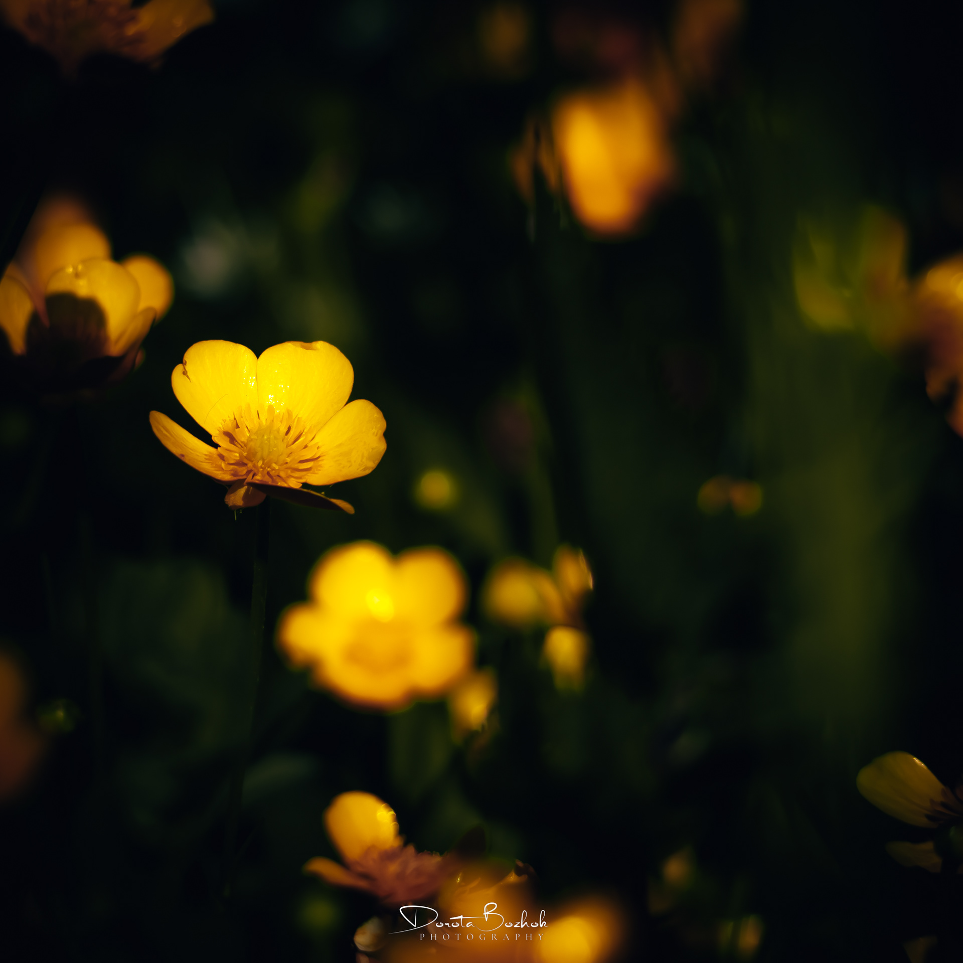 154/365