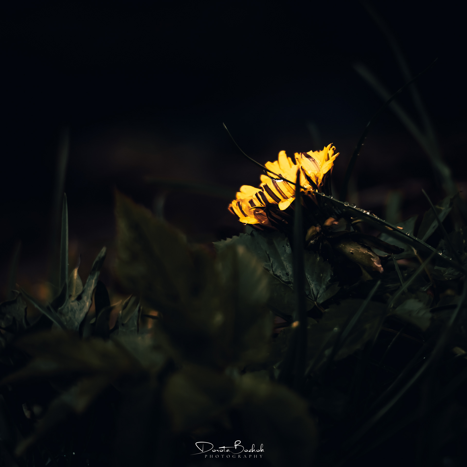 106/365