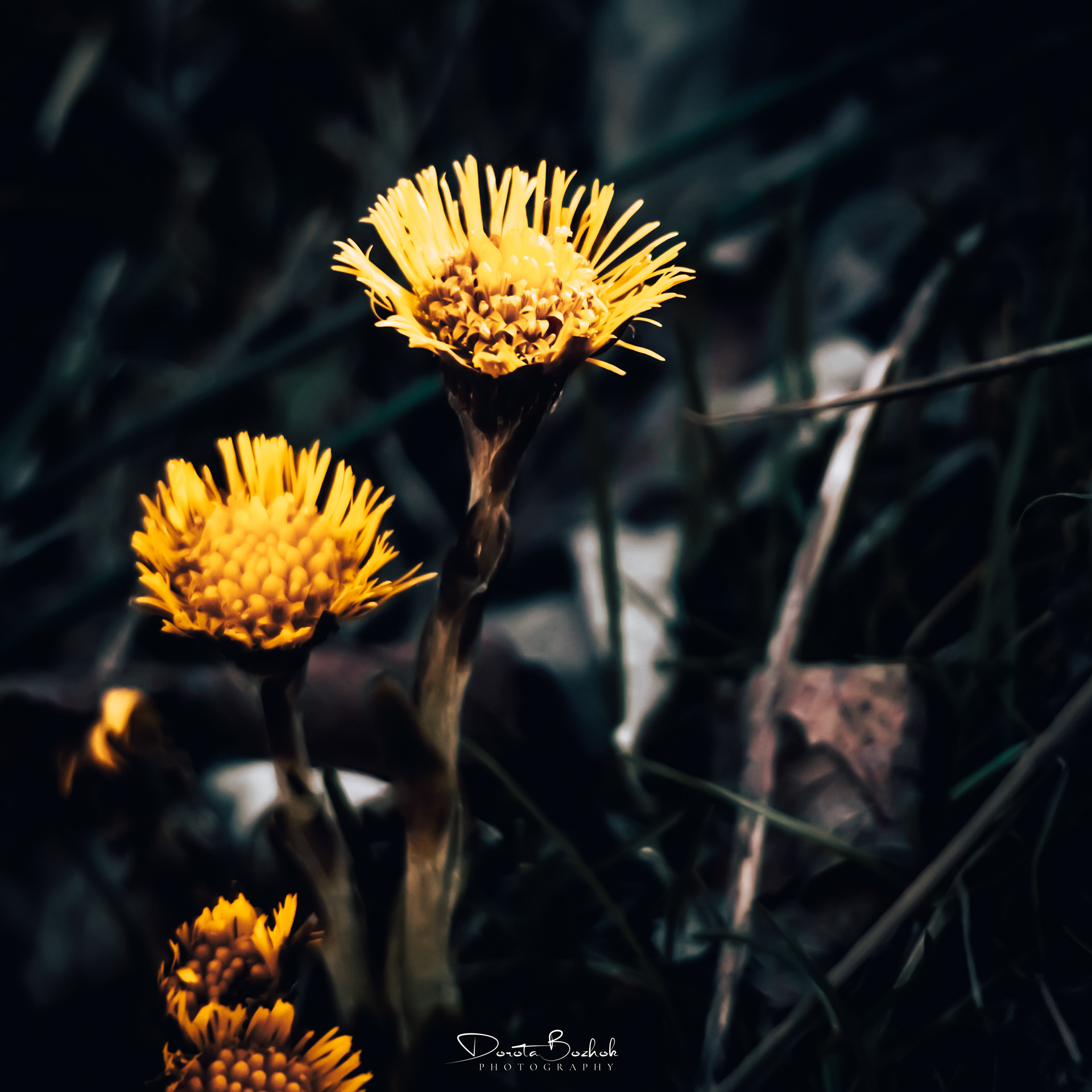 76/365