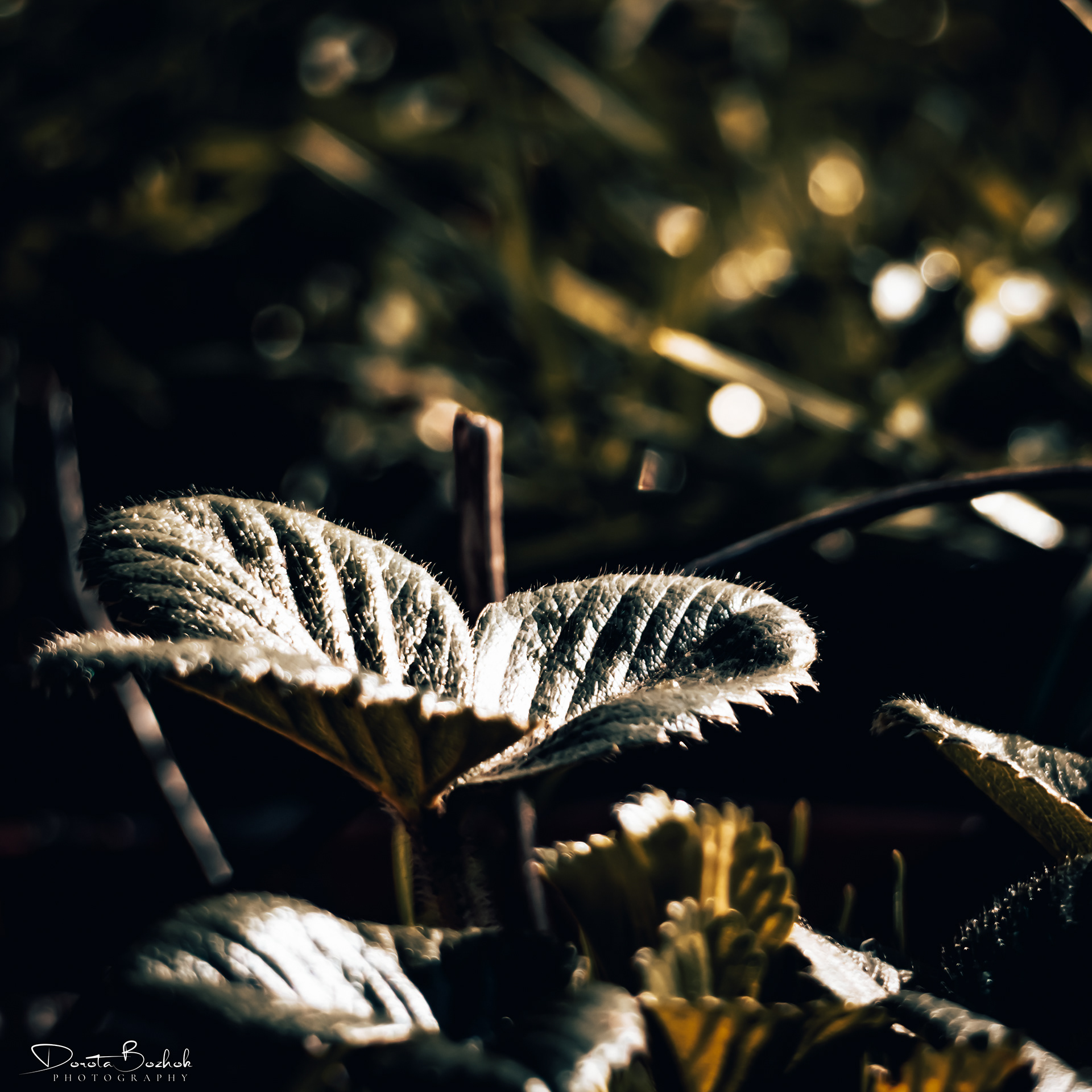 96/365