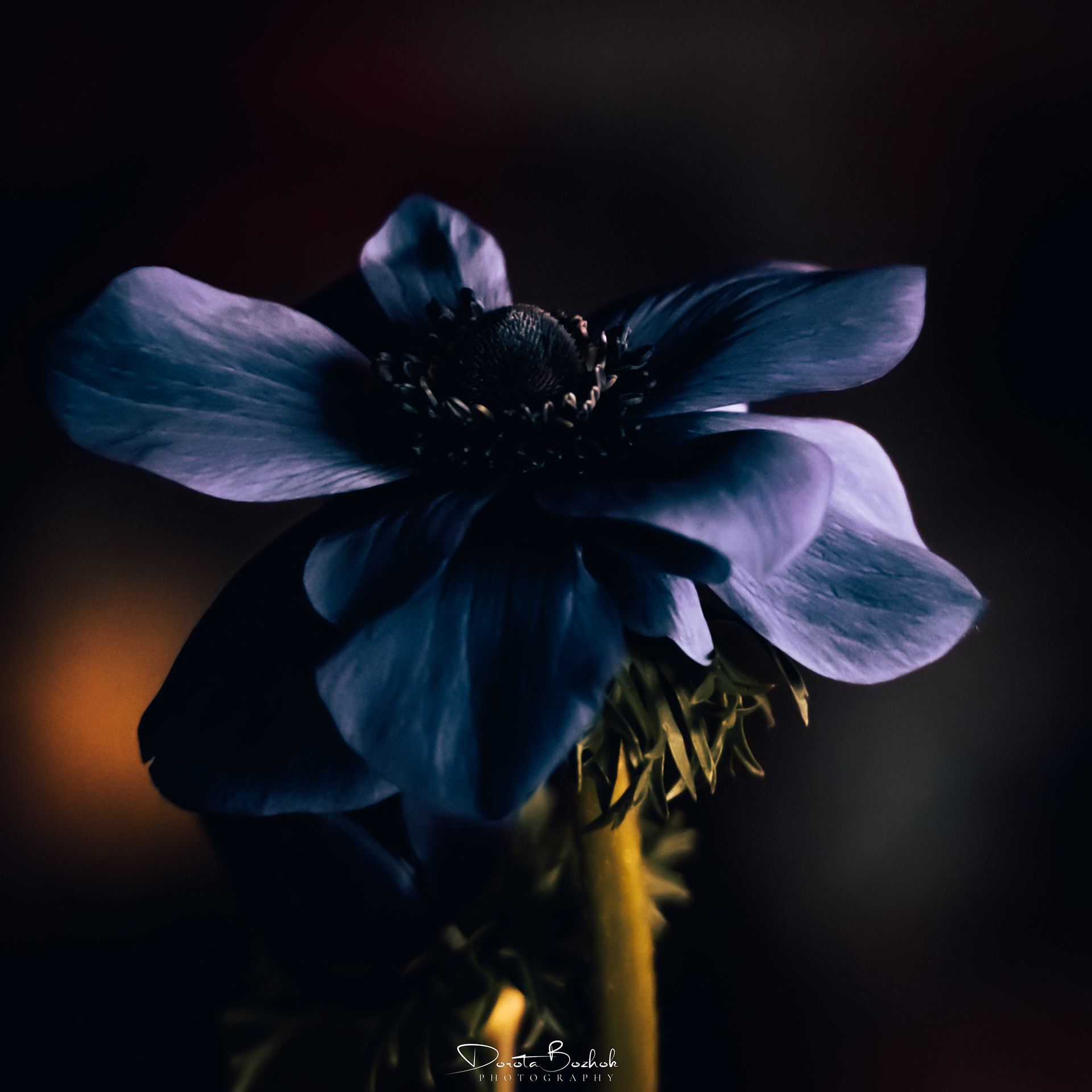 77/365