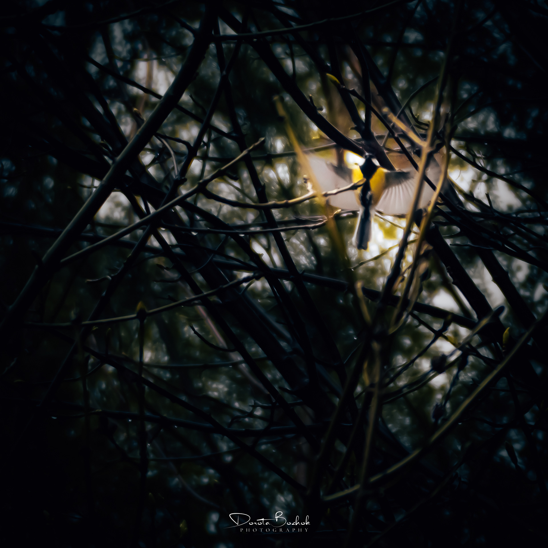 119/365
