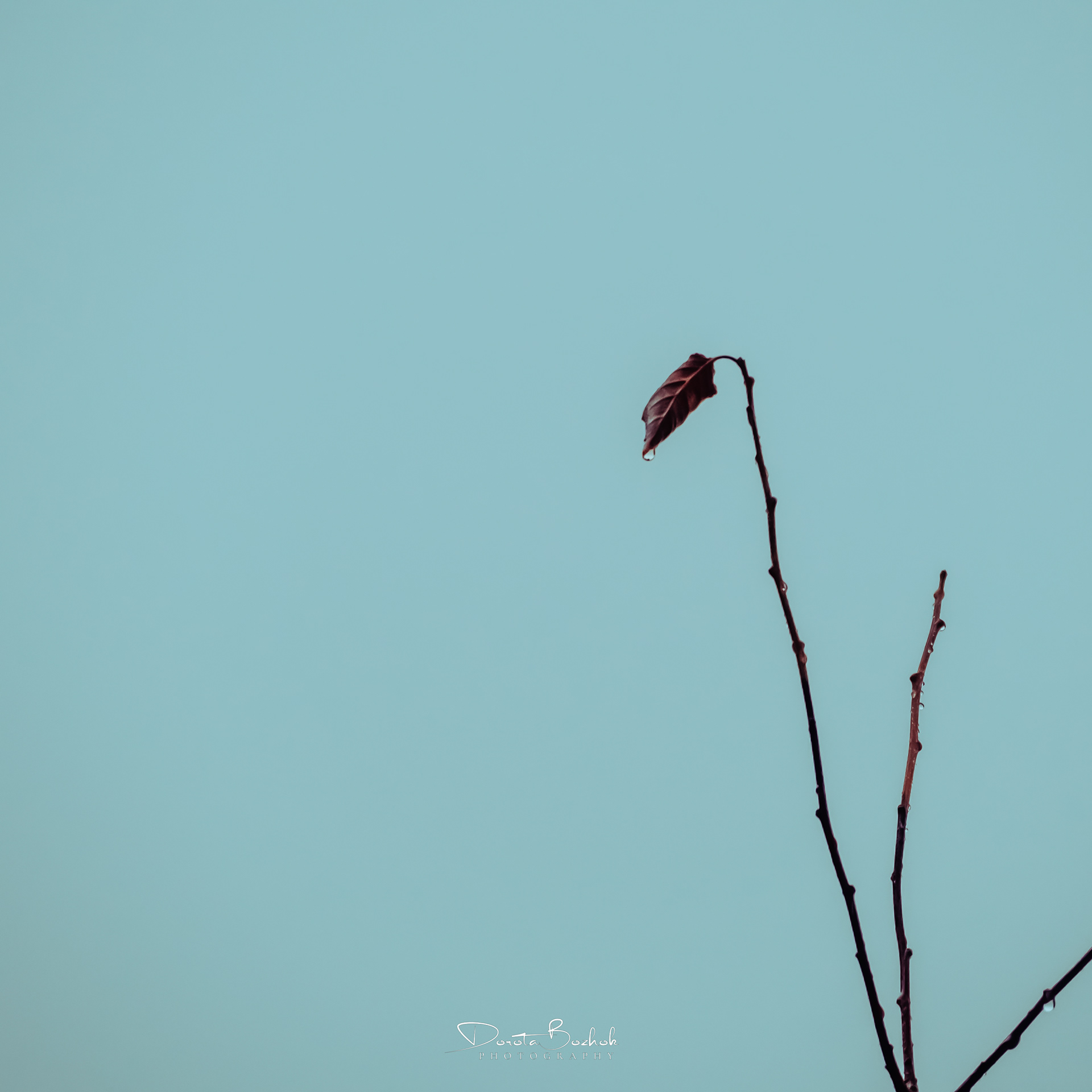 217/365