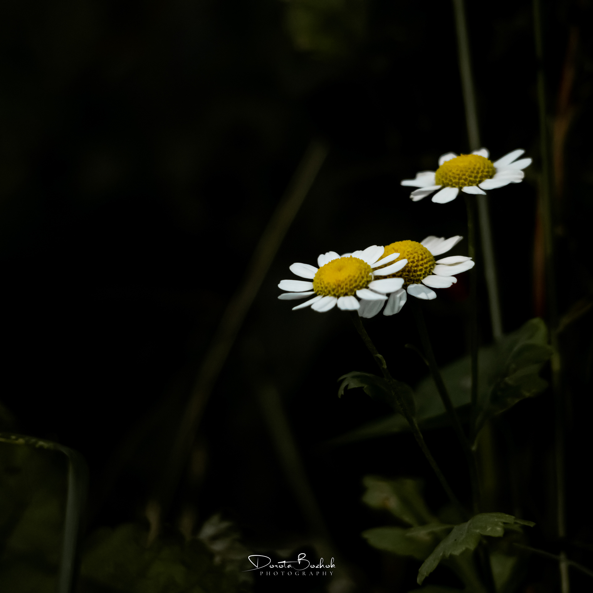 212/365