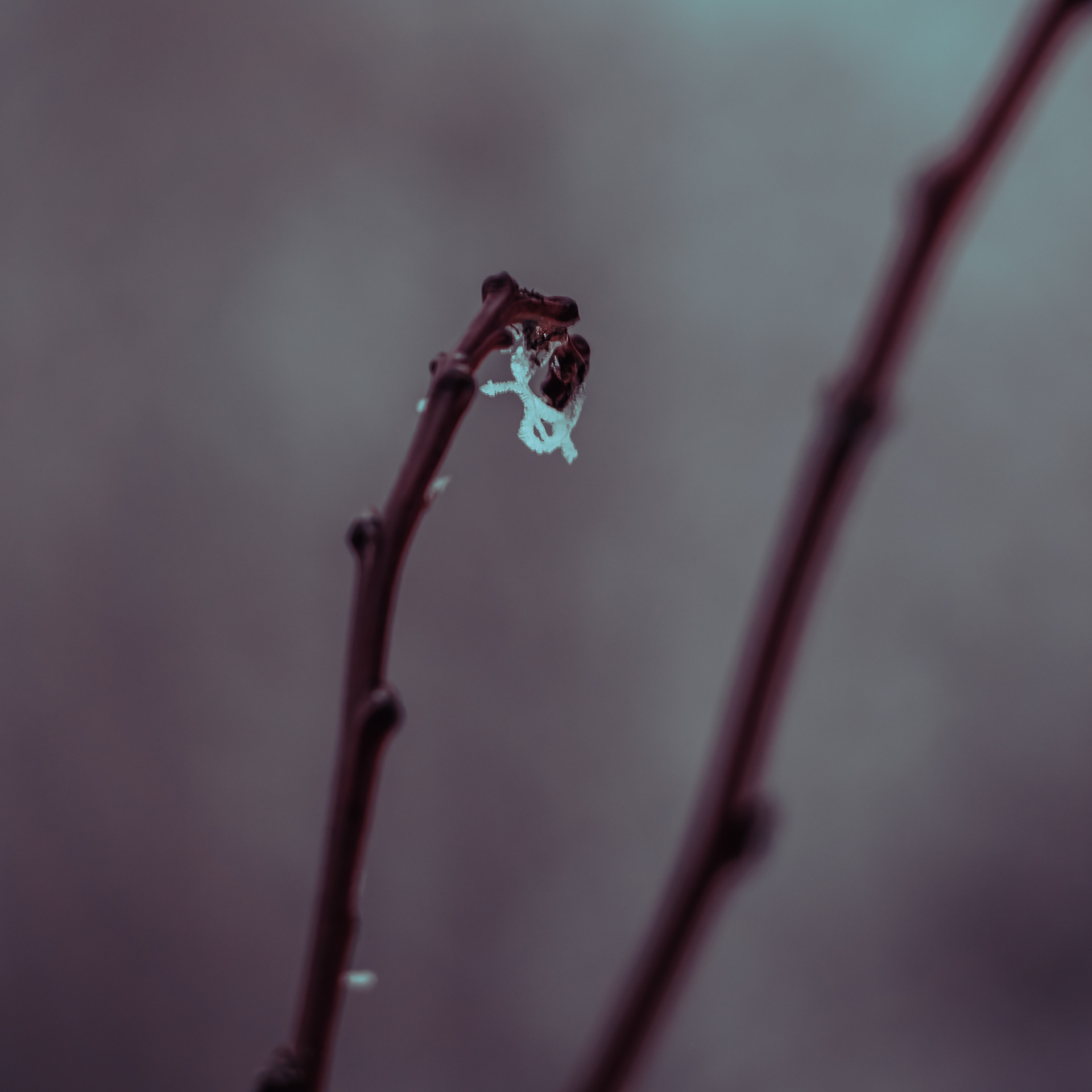 25/365