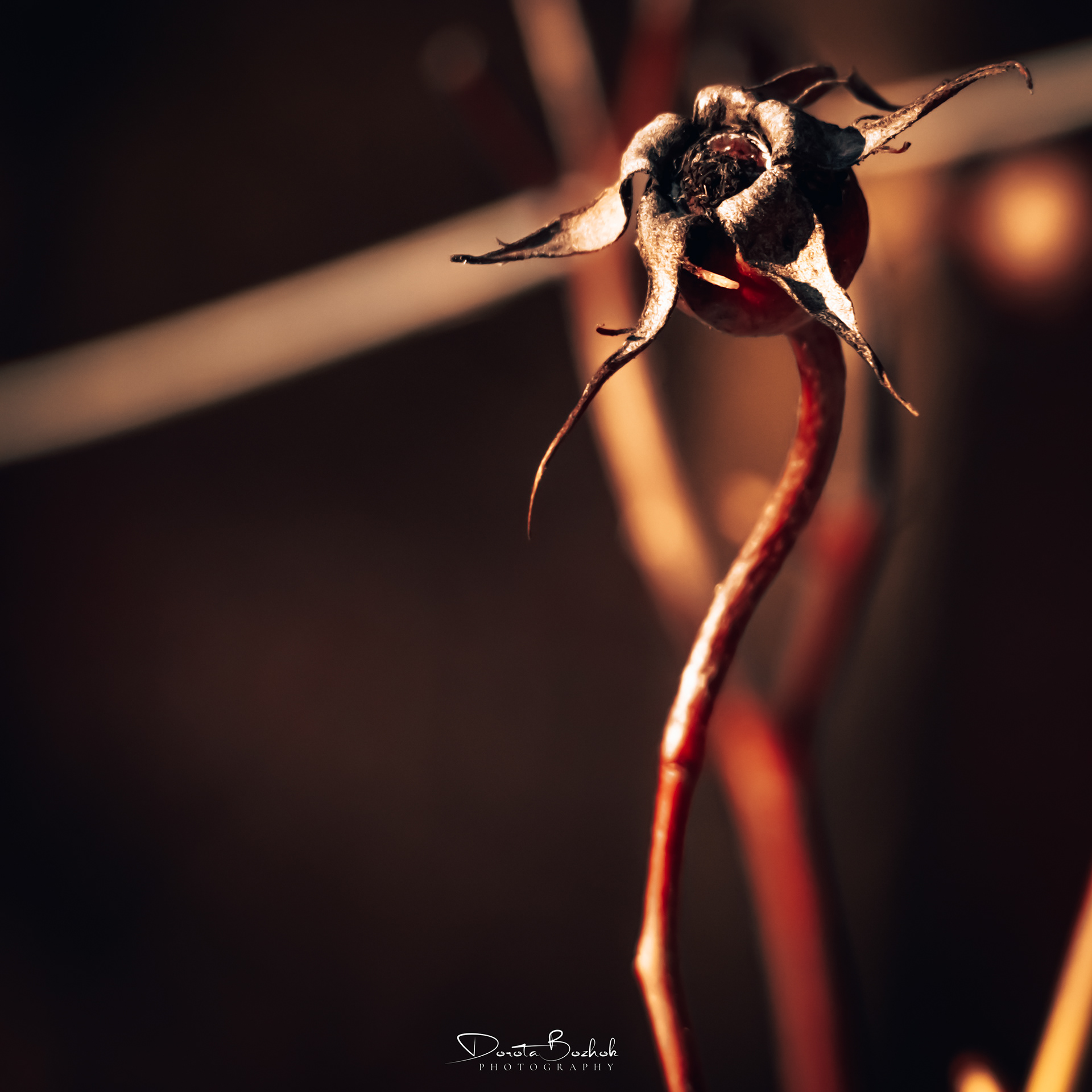 61/365