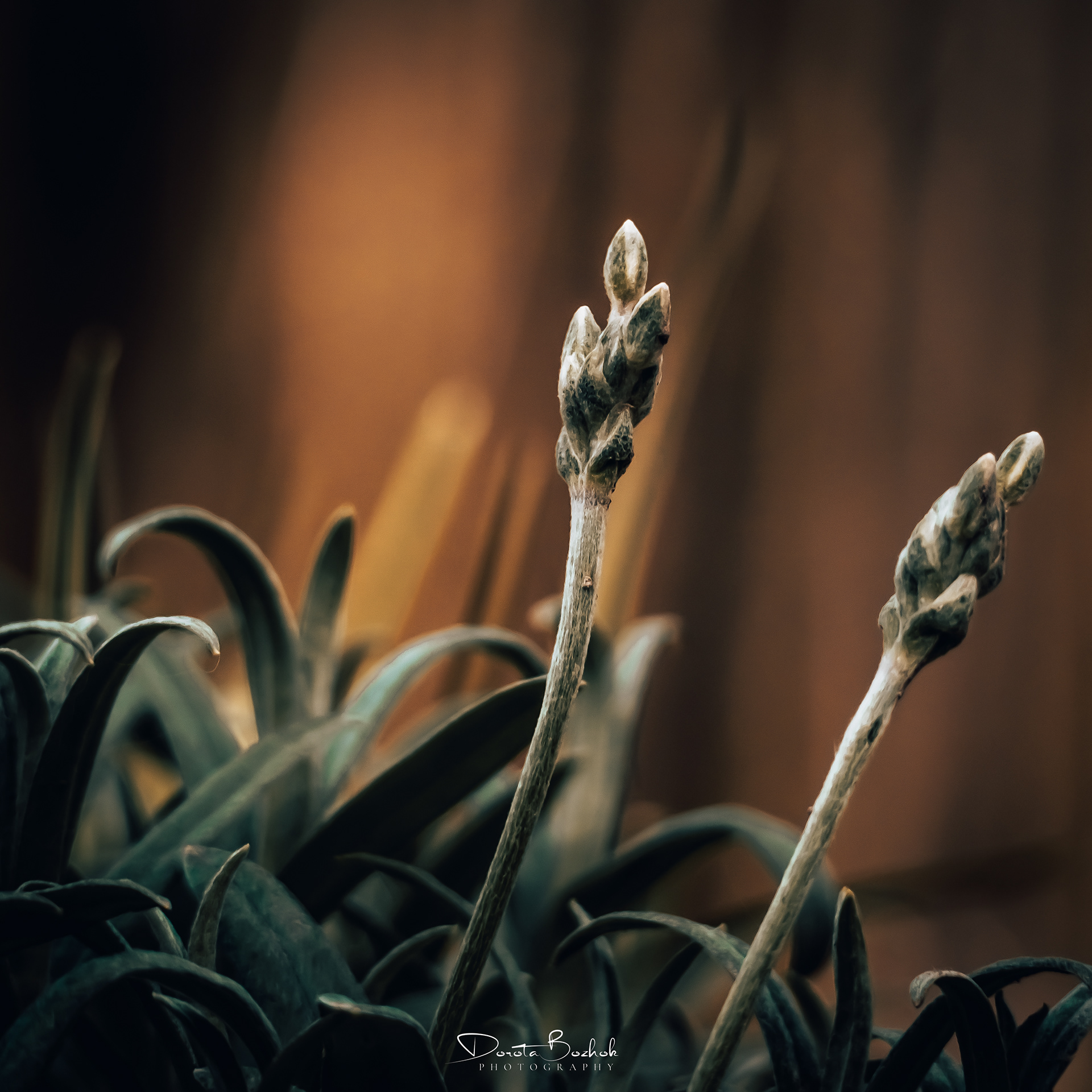 110/365
