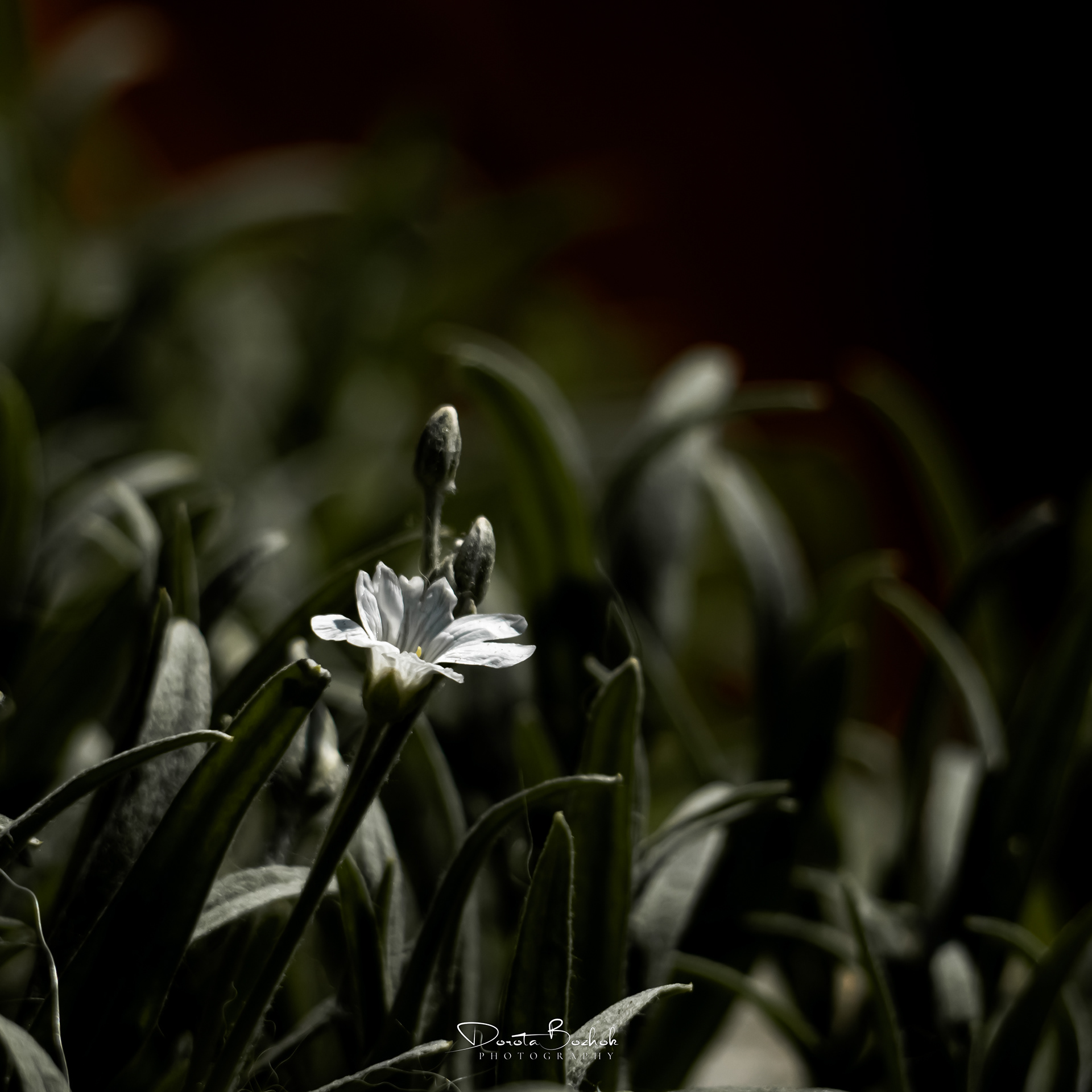 120/365