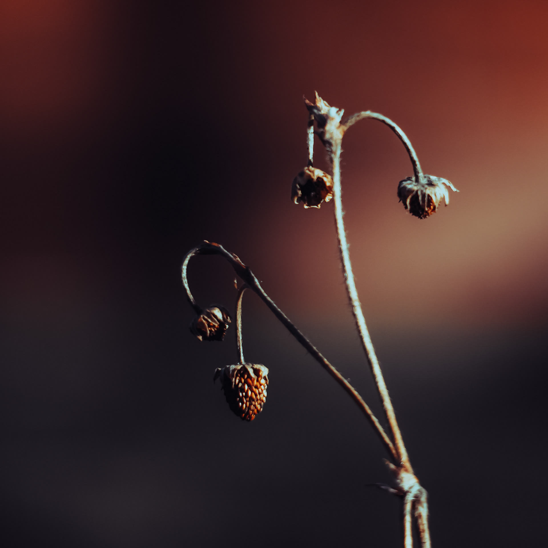 46/365