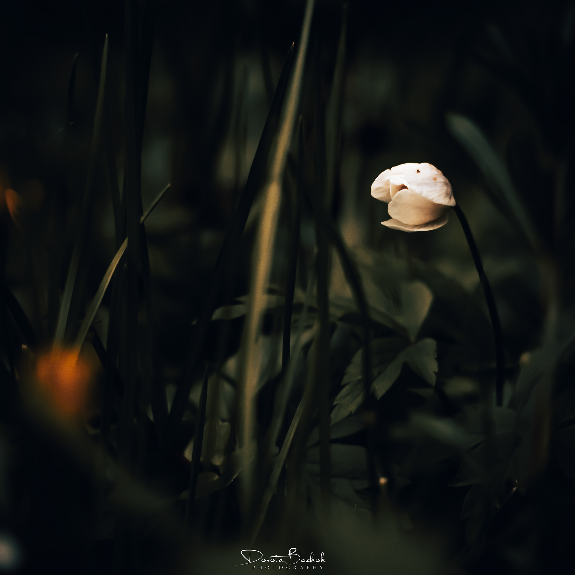117/365