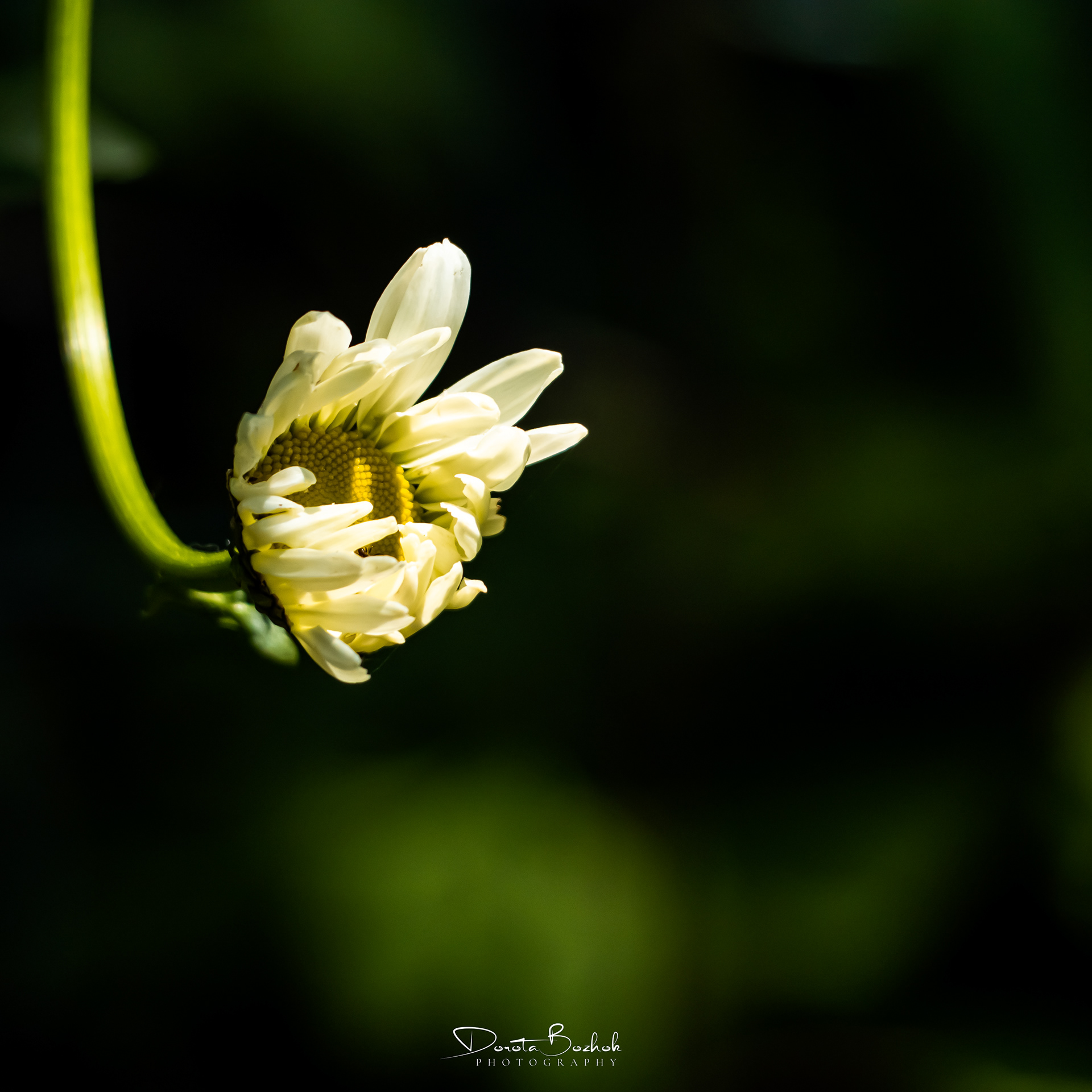 155/365