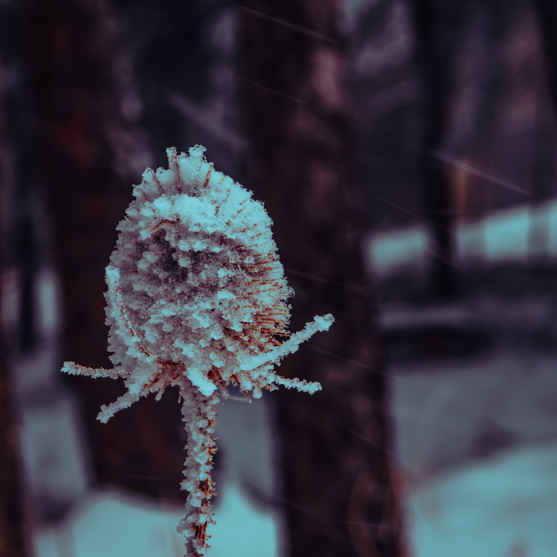 21/365