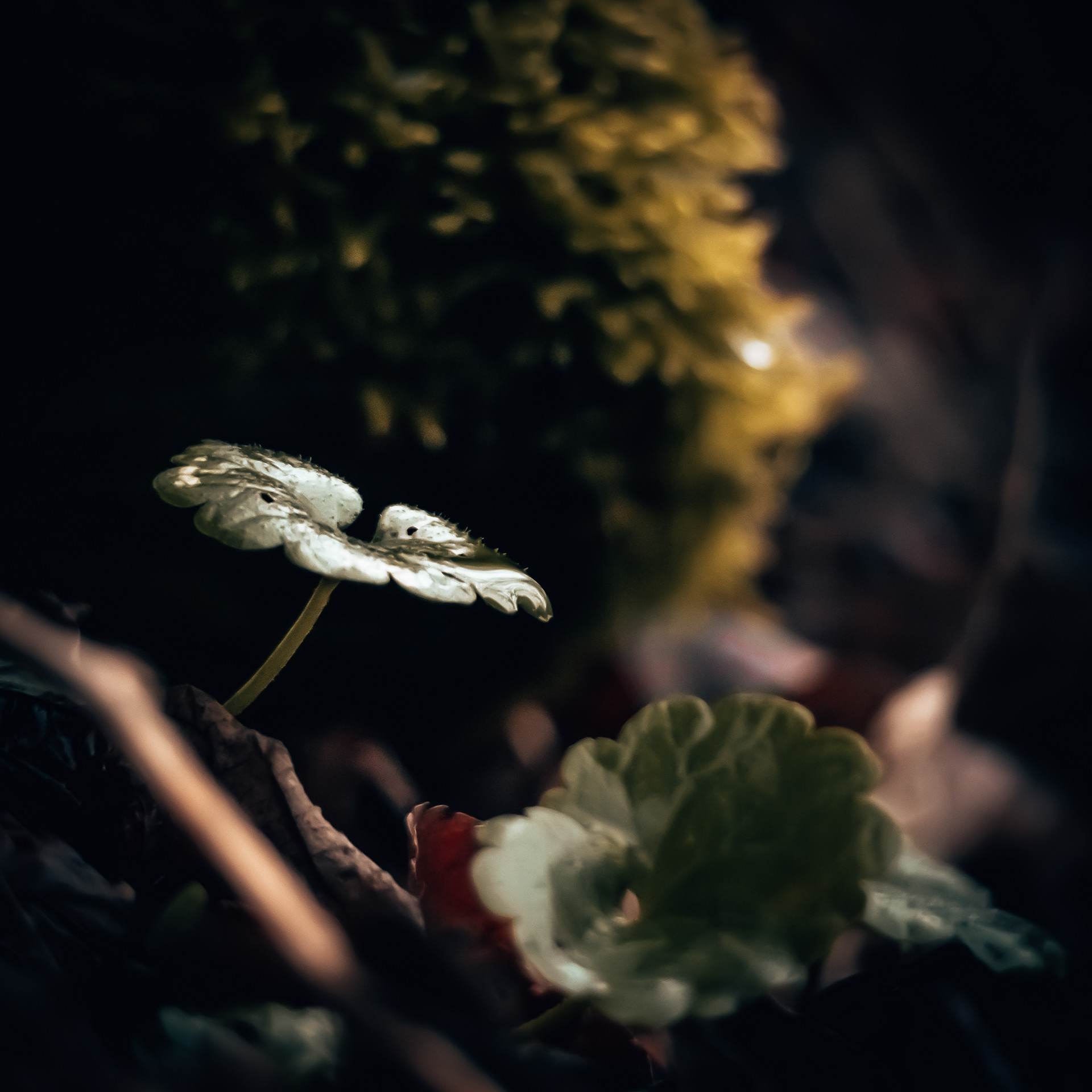 55/365