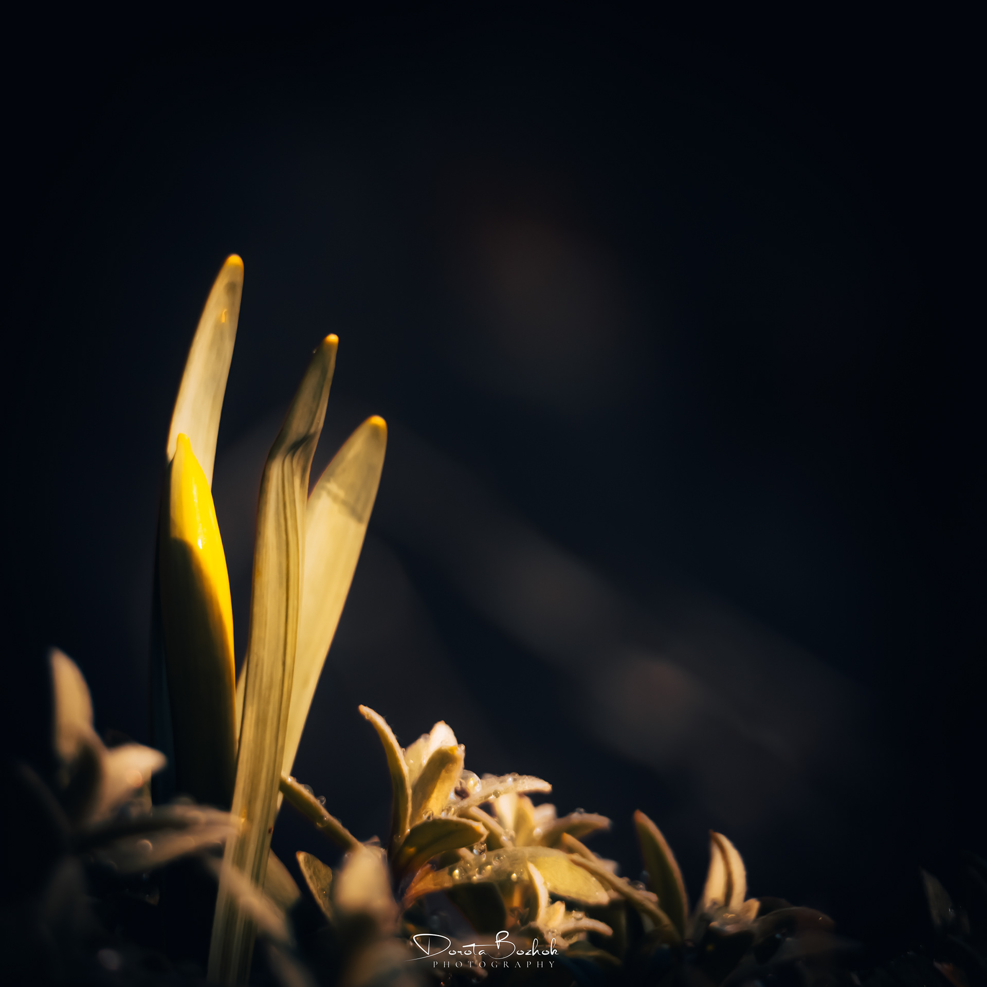 74/365
