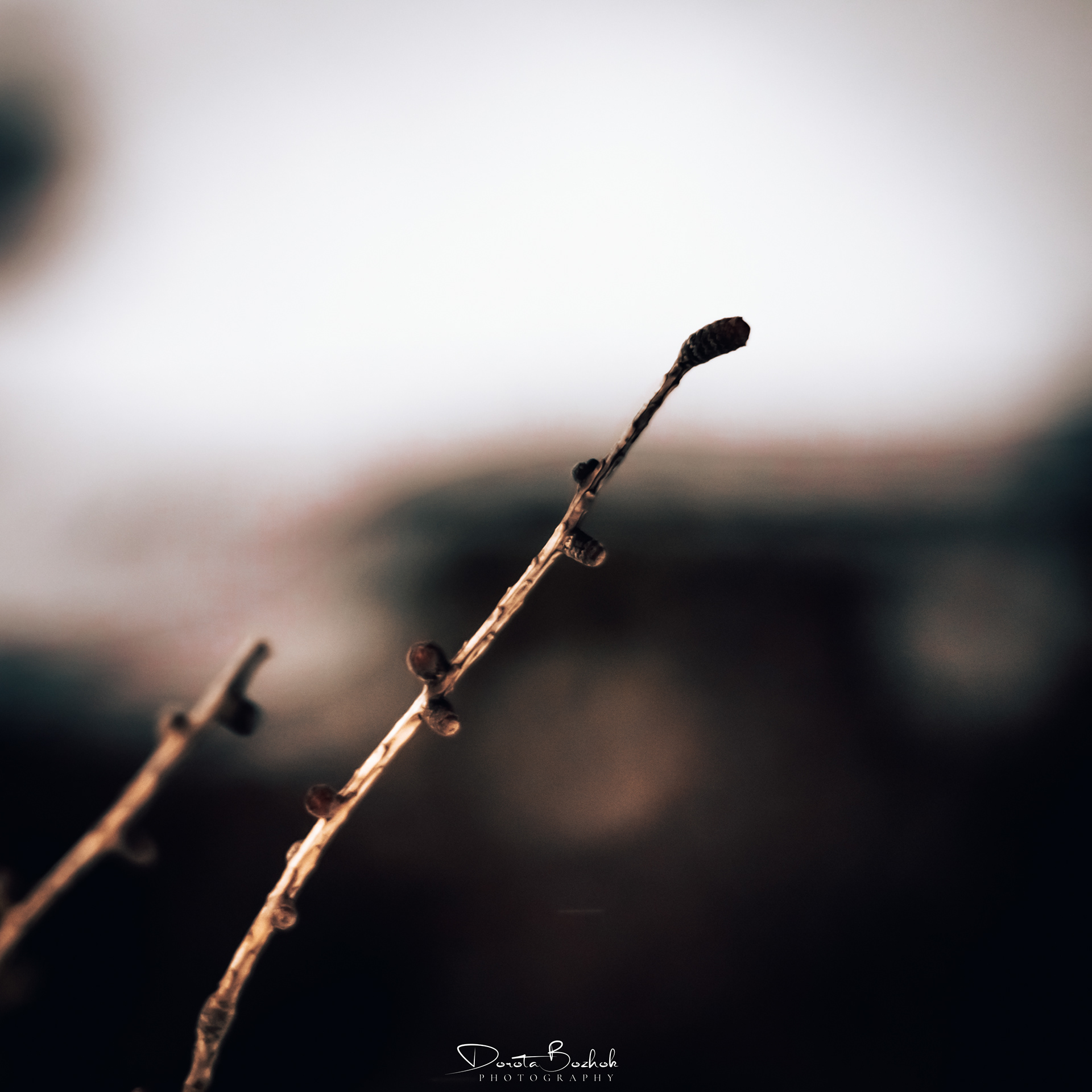 63/365
