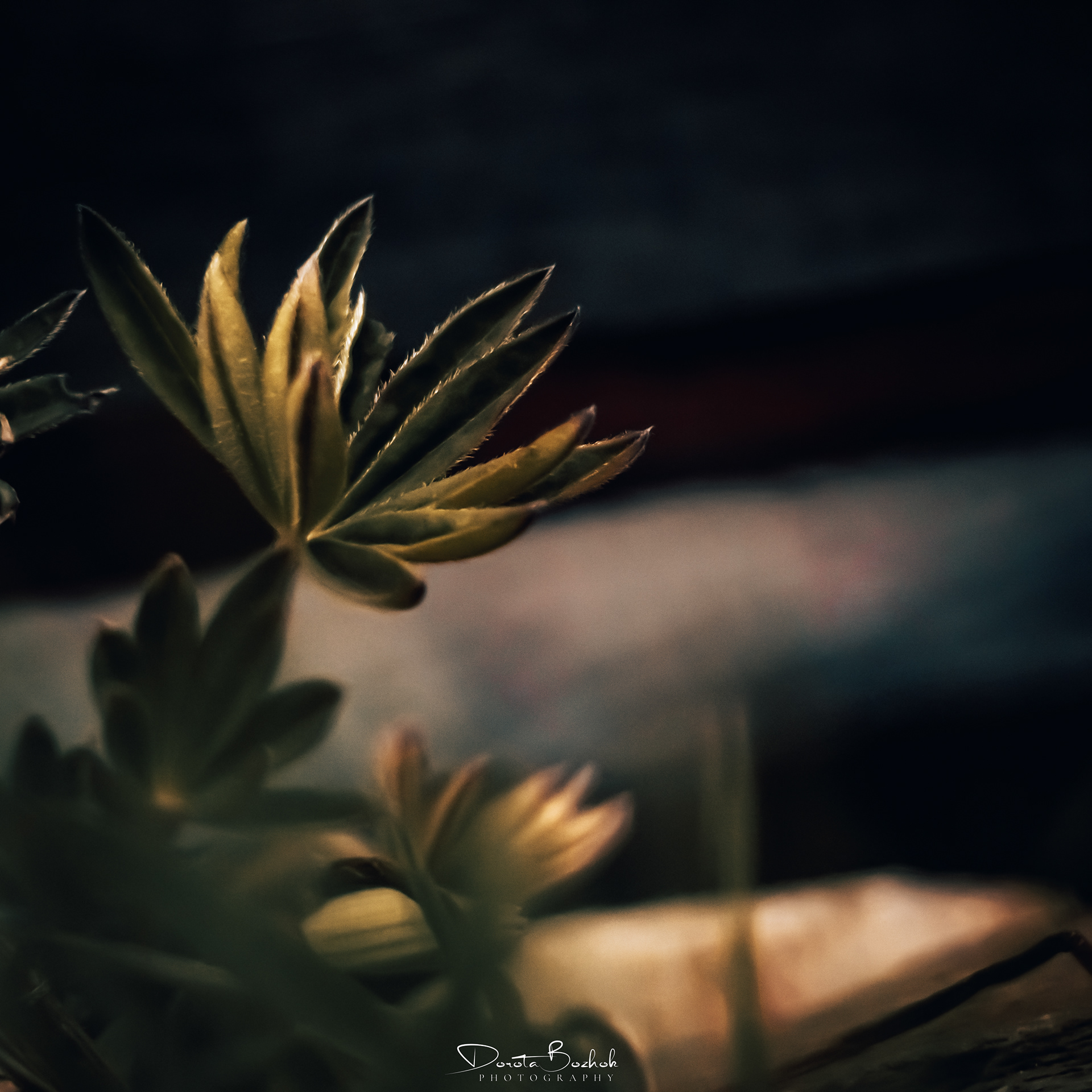 88/365