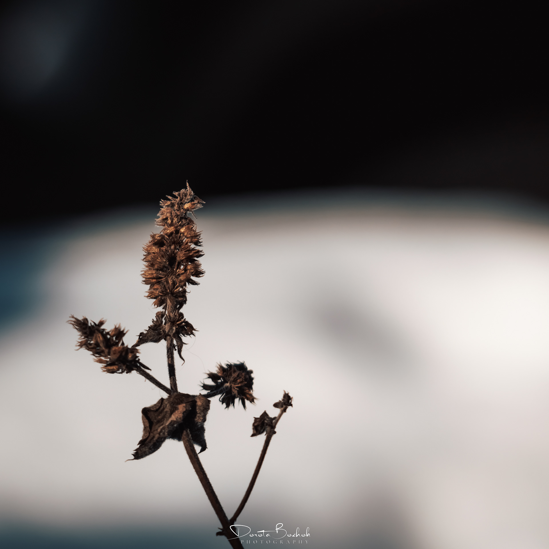 59/365