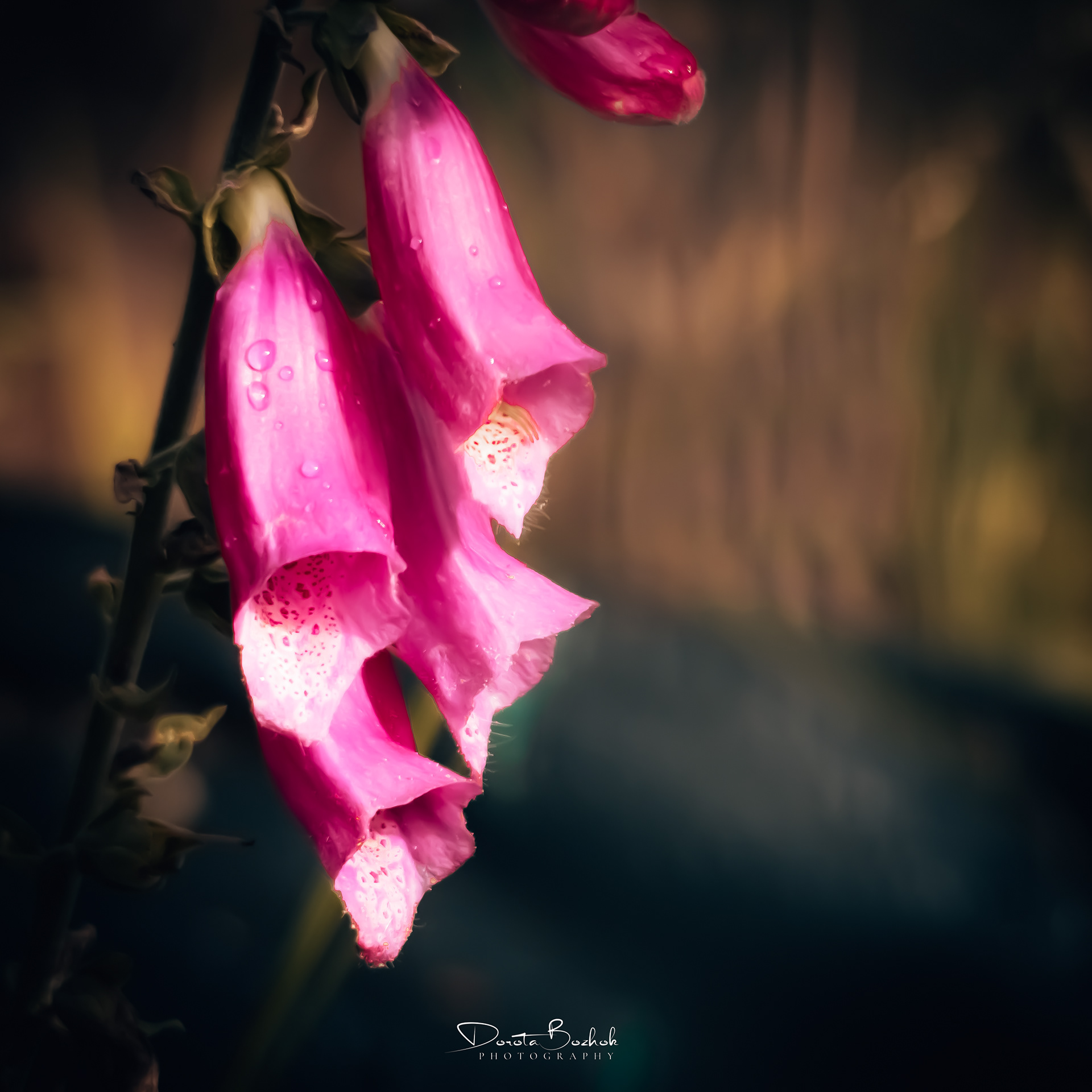 219/365