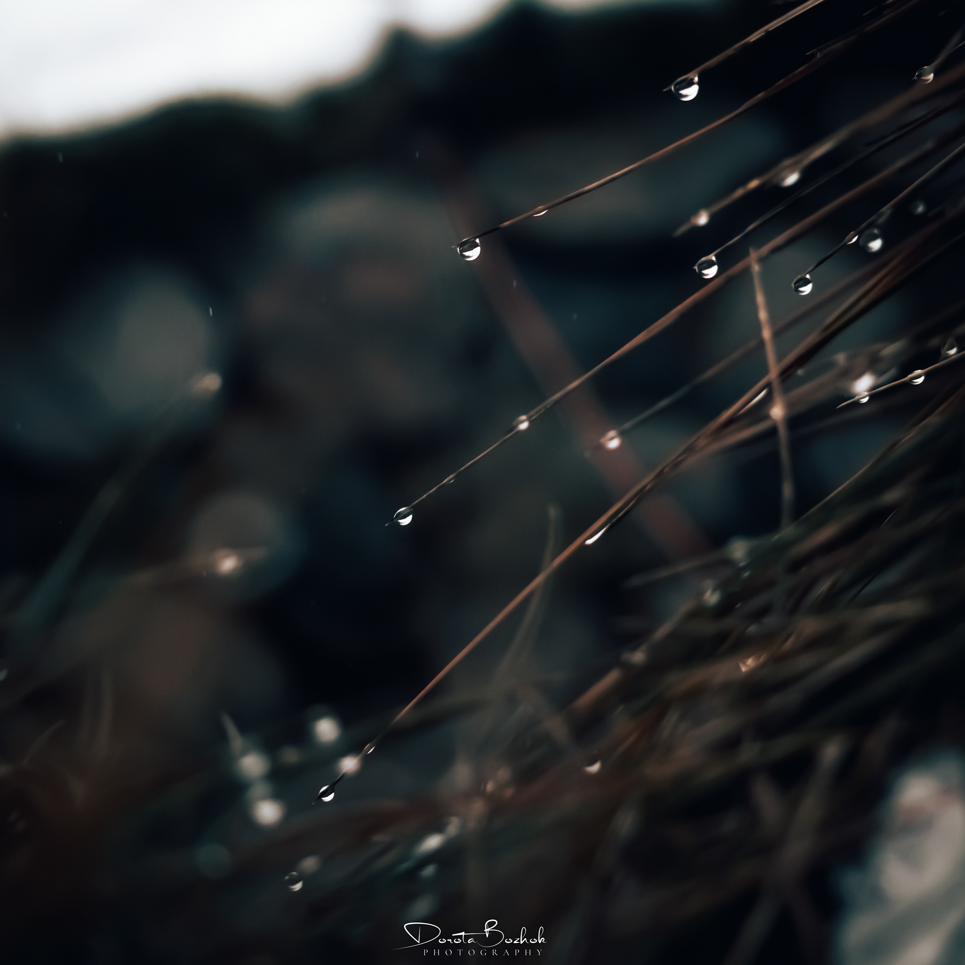 68/365