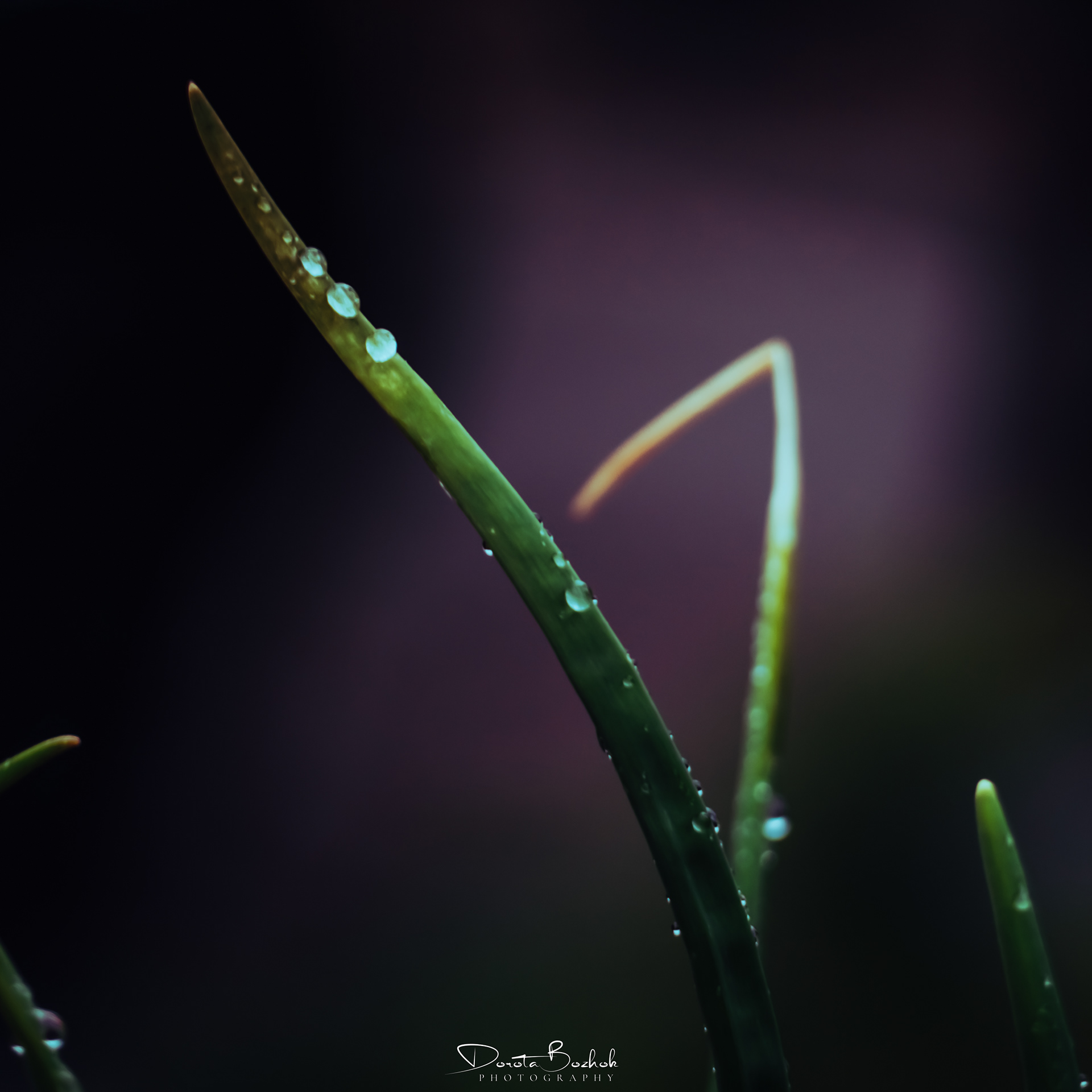 92/365