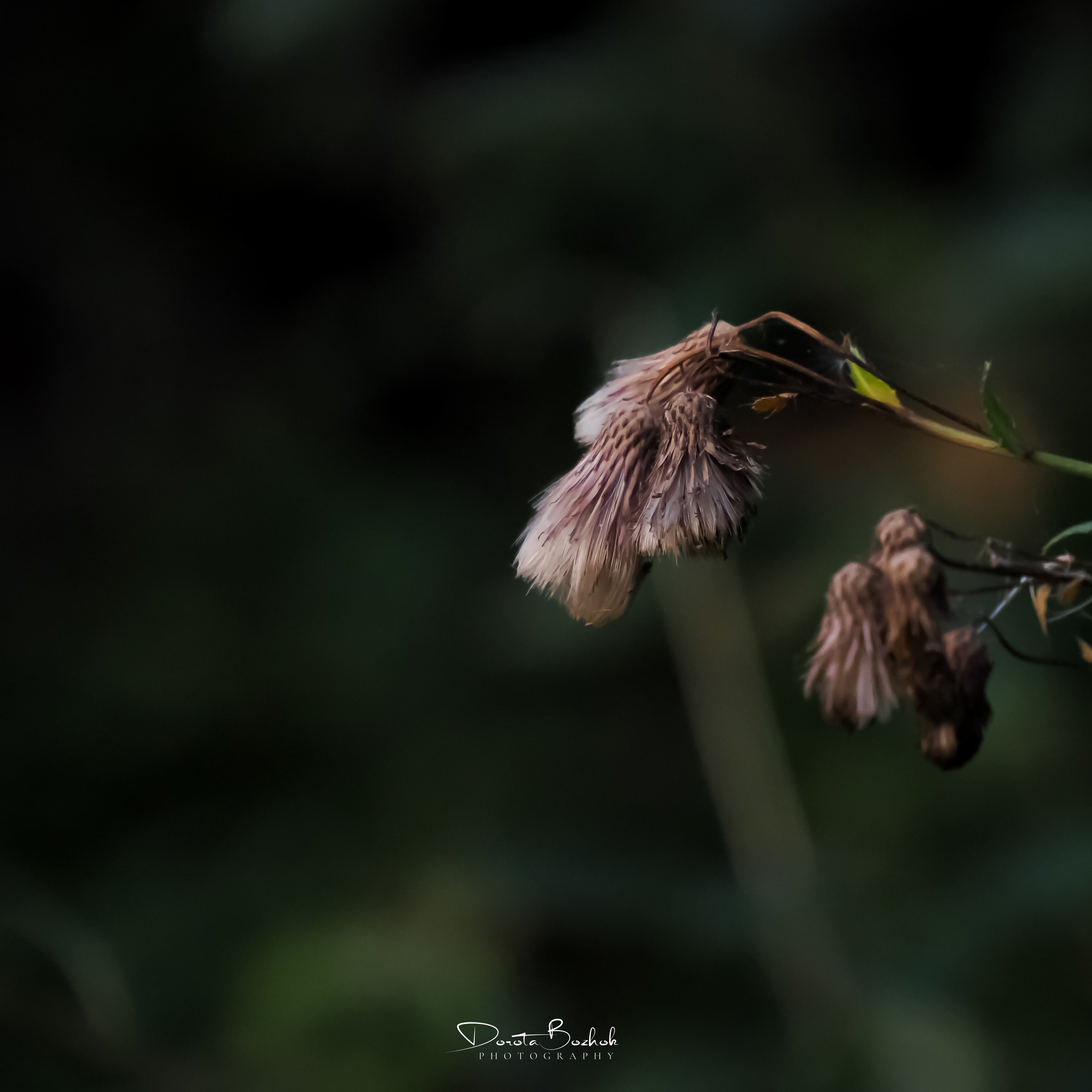 255/365