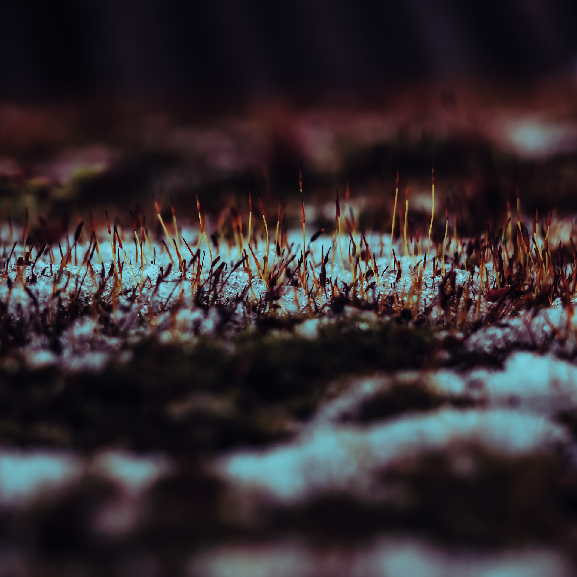 20/365