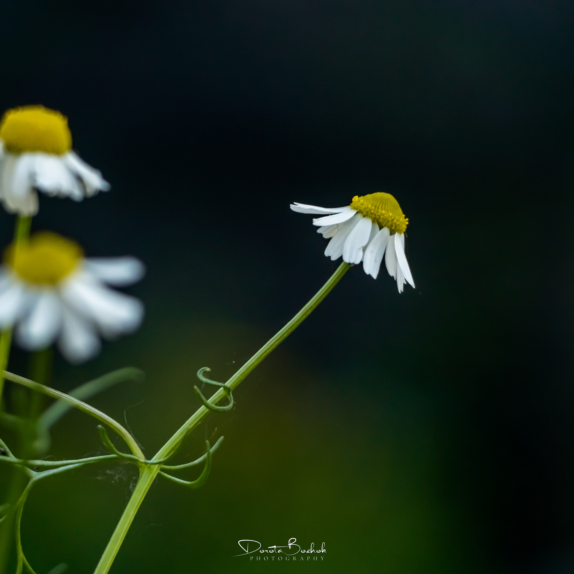 156/365