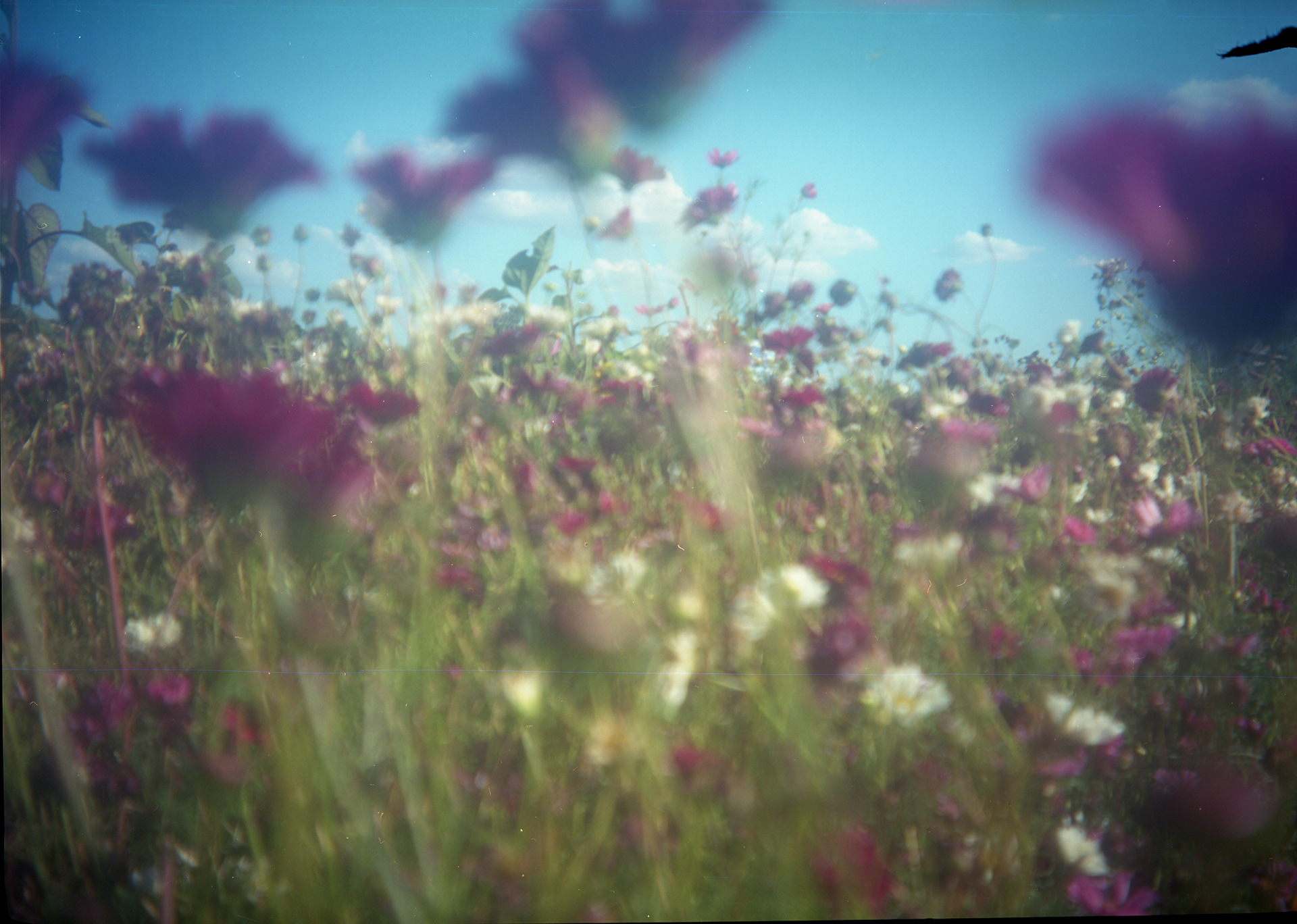 Model C Box Brownie film image