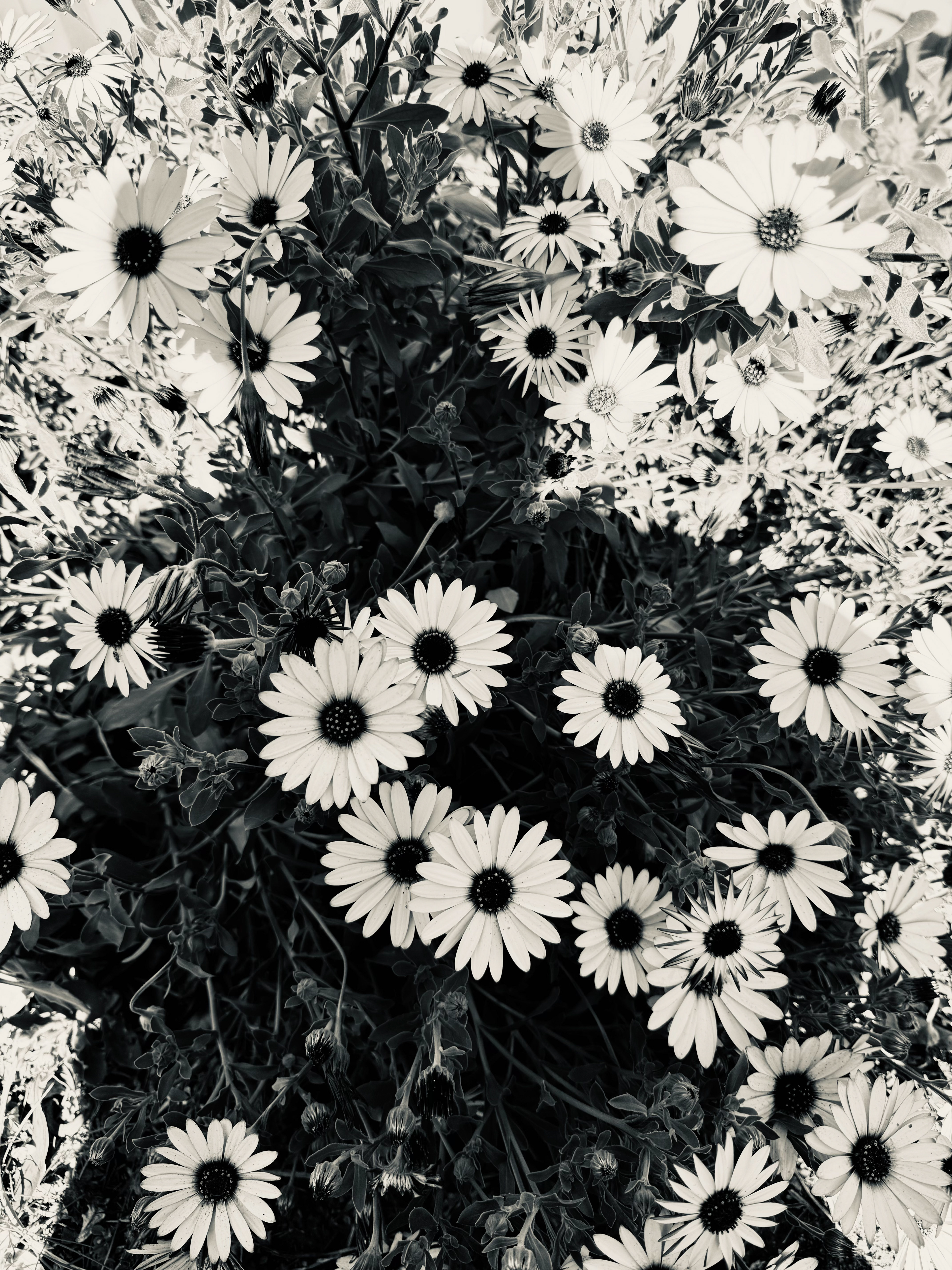 Daisy Shadow