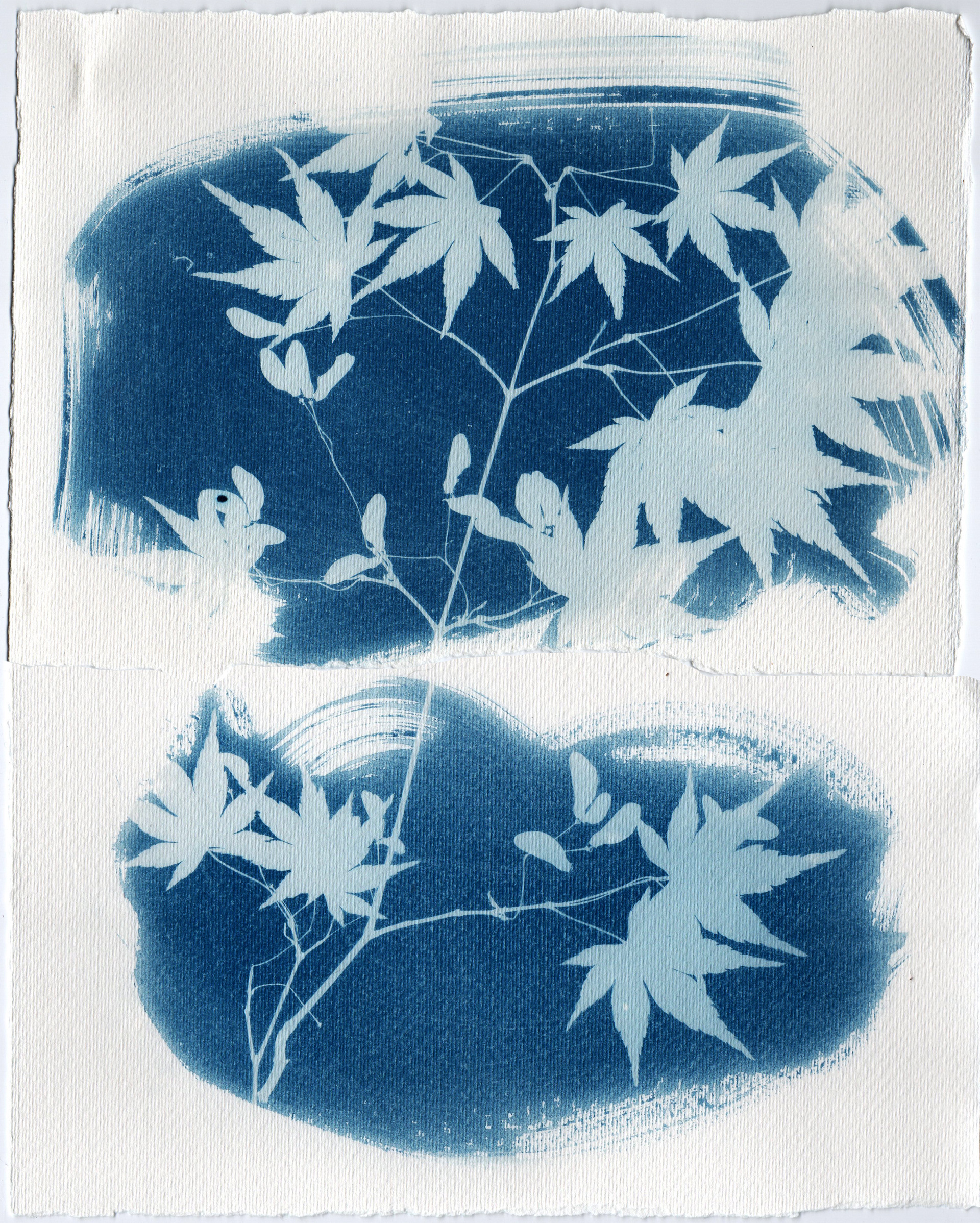 Cyanotype