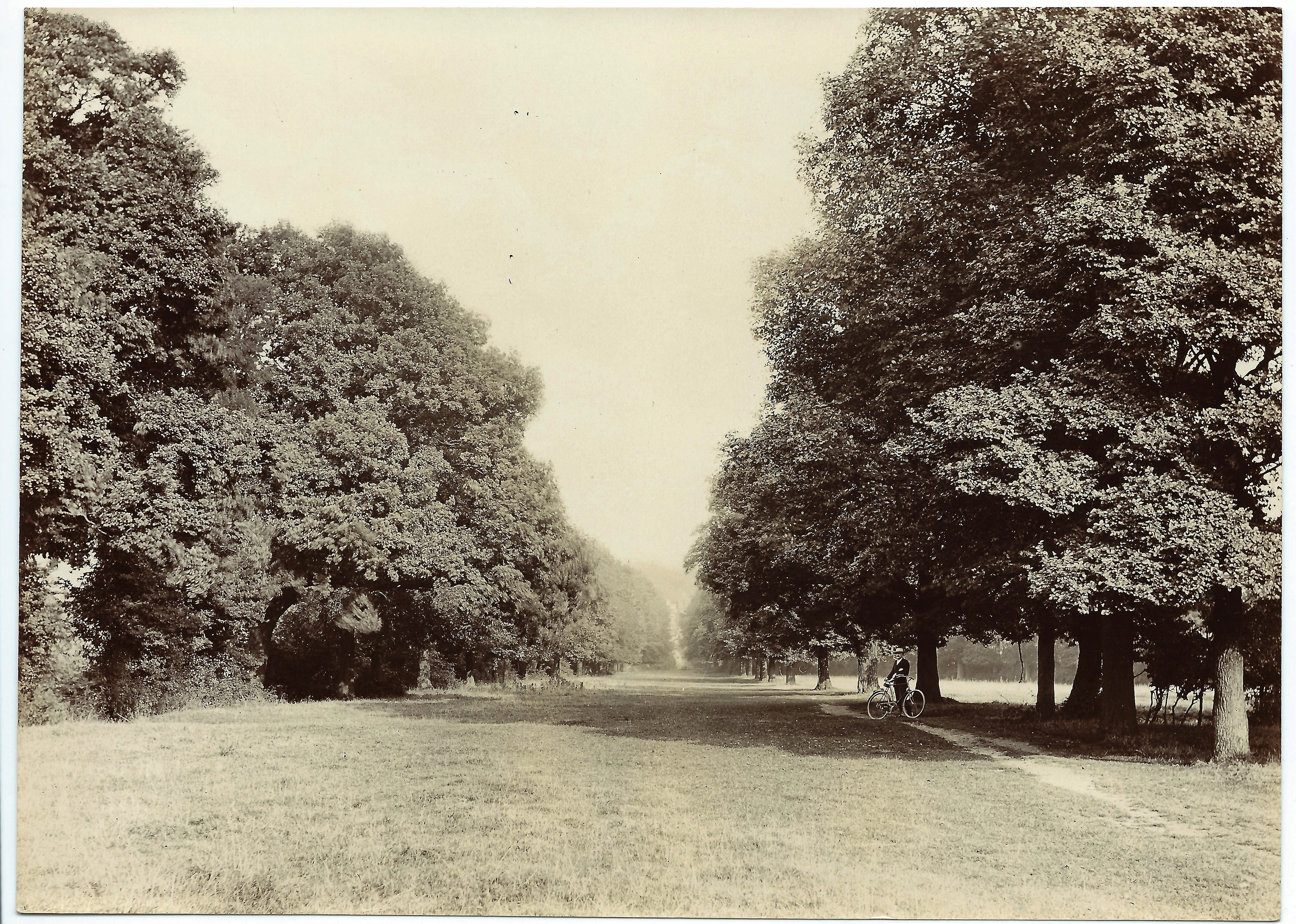 The Long Walk lined with elm trees (they were destroyed by Dutch Elm Disease in the 1970s)